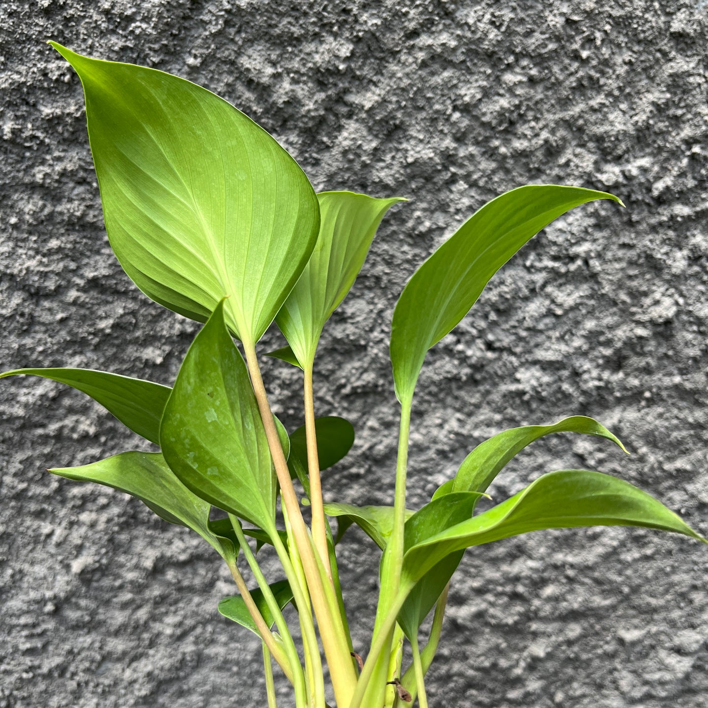 Homalomena Rubescens Golden Tropical Plants KOKONATPLANT