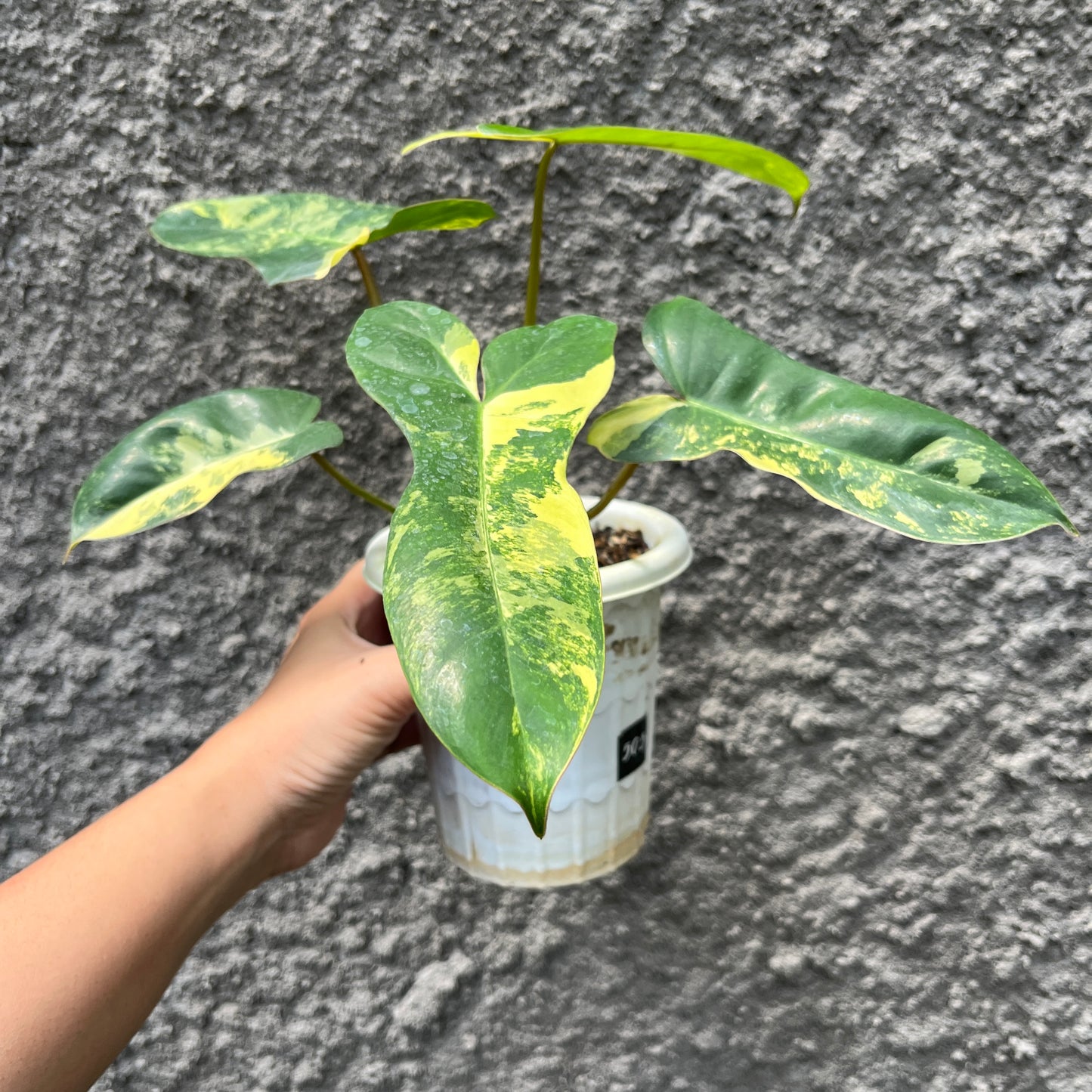 Philodendron Jennifer (Philodendron Billietiae x Philodendron Florida Beauty) Tropical Plants KOKONATPLANT