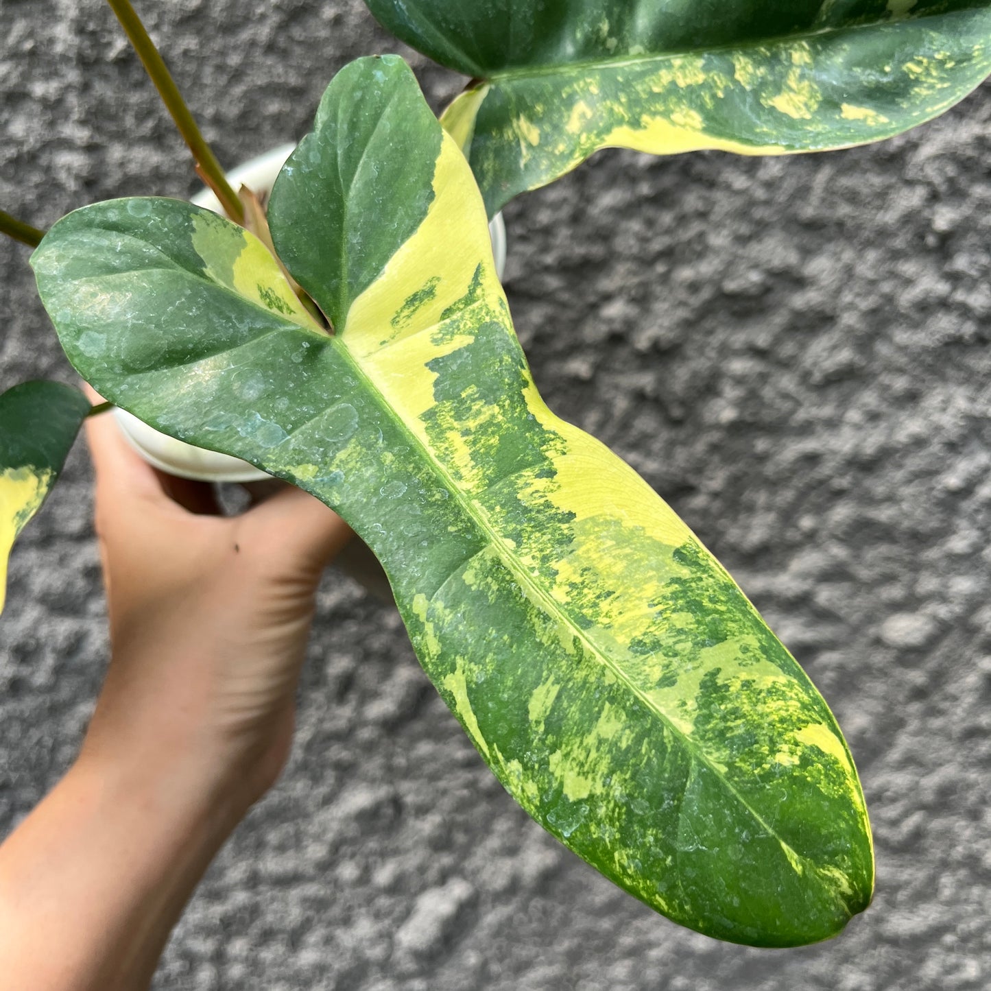 Philodendron Jennifer (Philodendron Billietiae x Philodendron Florida Beauty) Tropical Plants KOKONATPLANT