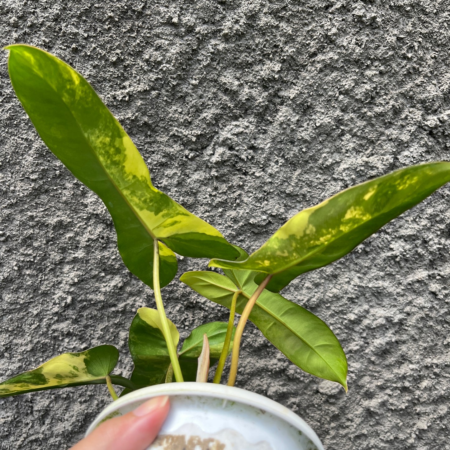 Philodendron Jennifer (Philodendron Billietiae x Philodendron Florida Beauty) Tropical Plants KOKONATPLANT