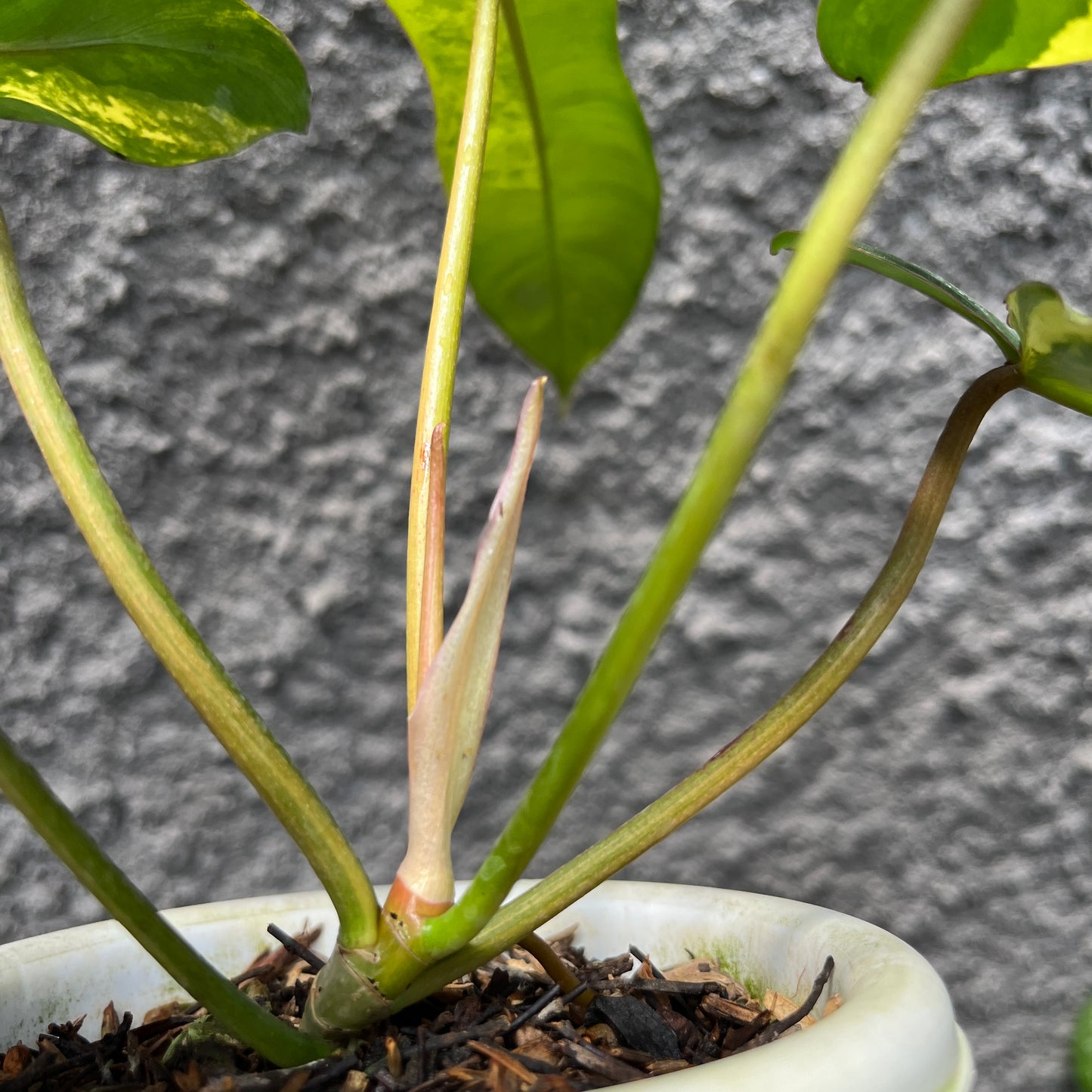 Philodendron Jennifer (Philodendron Billietiae x Philodendron Florida Beauty) Tropical Plants KOKONATPLANT