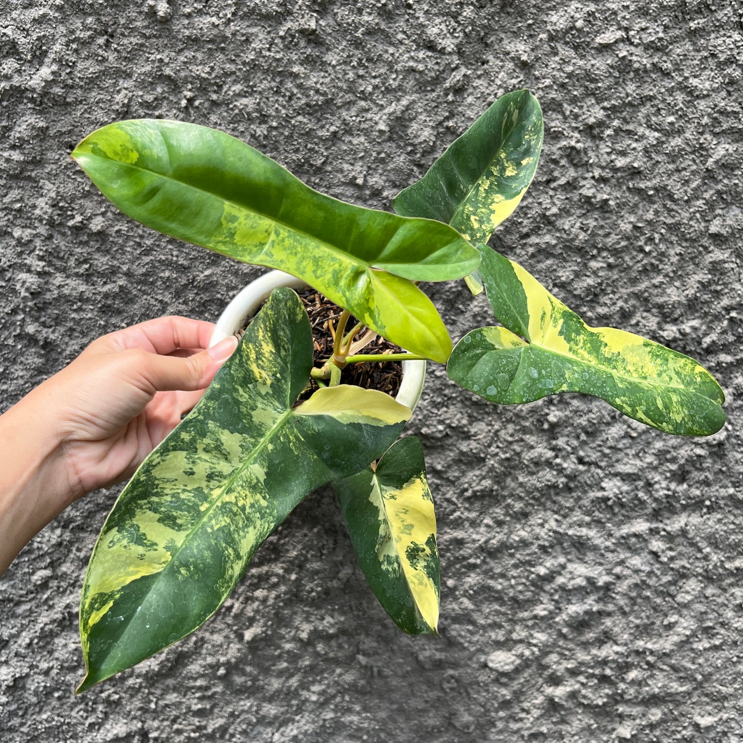 Philodendron Jennifer (Philodendron Billietiae x Philodendron Florida Beauty) Tropical Plants KOKONATPLANT