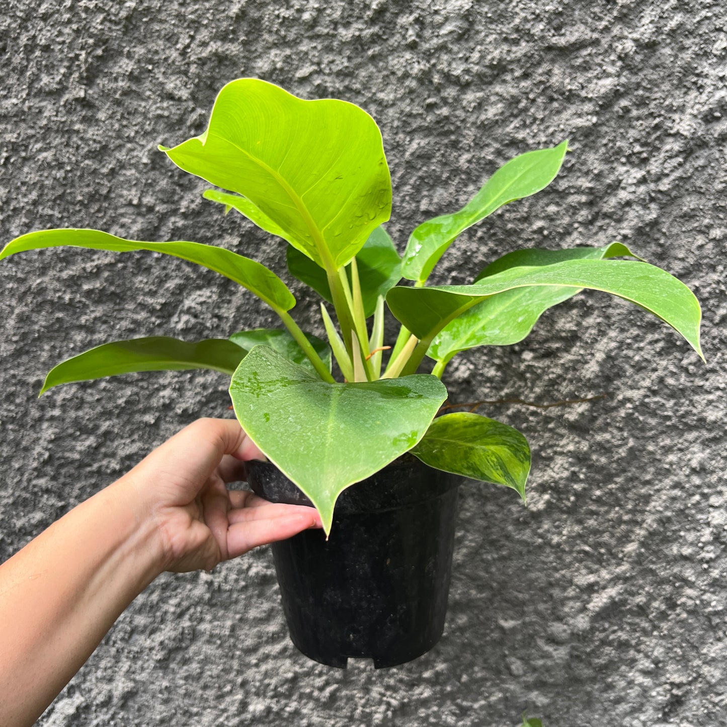 Philodendron Moonlight Tropical Plants KOKONATPLANT