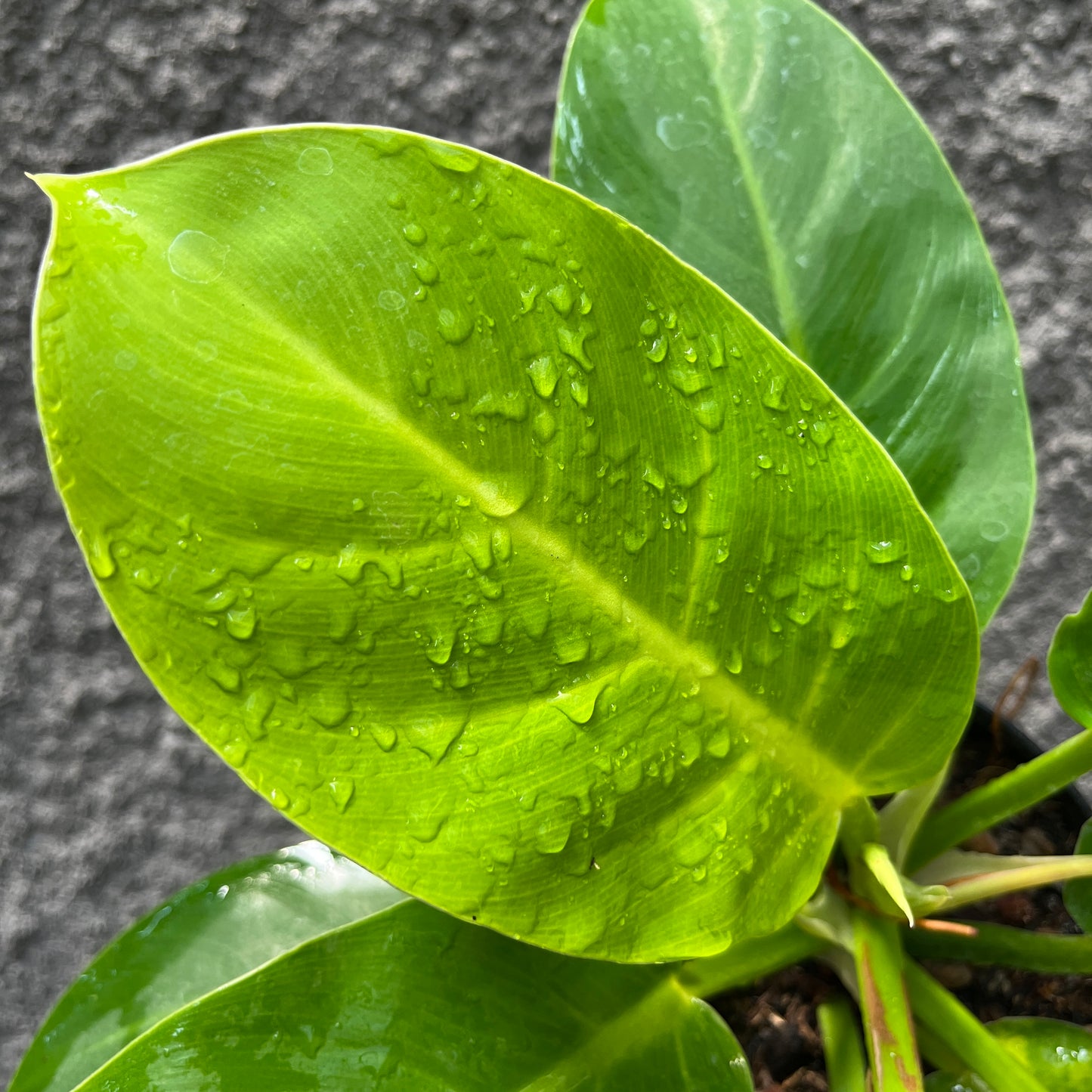 Philodendron Moonlight Tropical Plants KOKONATPLANT