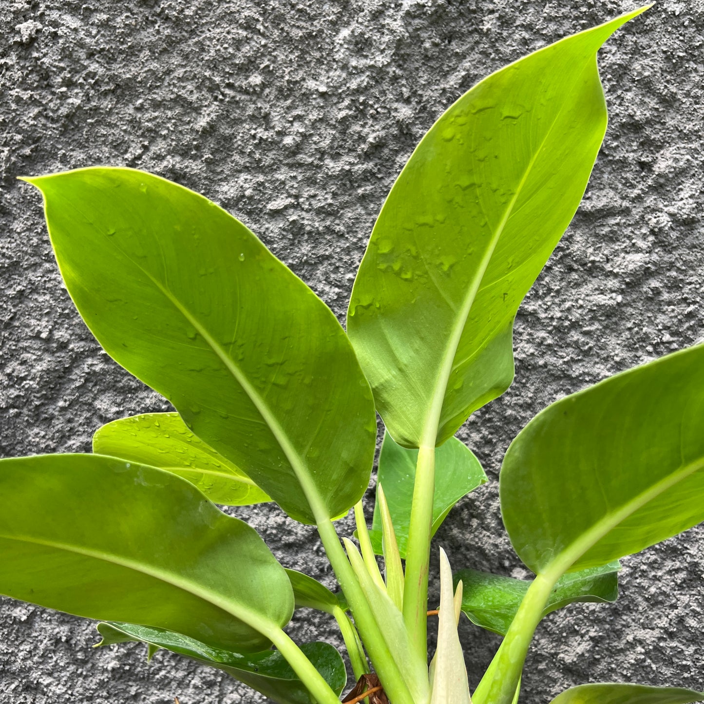 Philodendron Moonlight Tropical Plants KOKONATPLANT