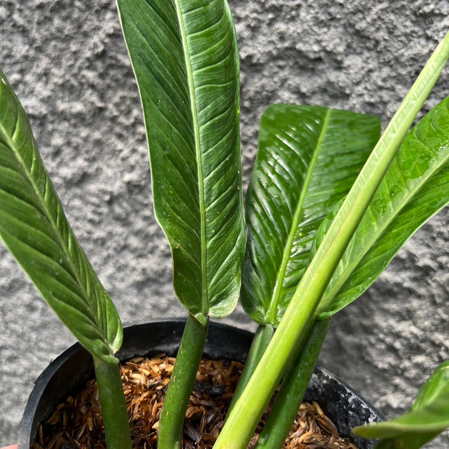 Philodendron Lynette Tropical Plants KOKONATPLANT