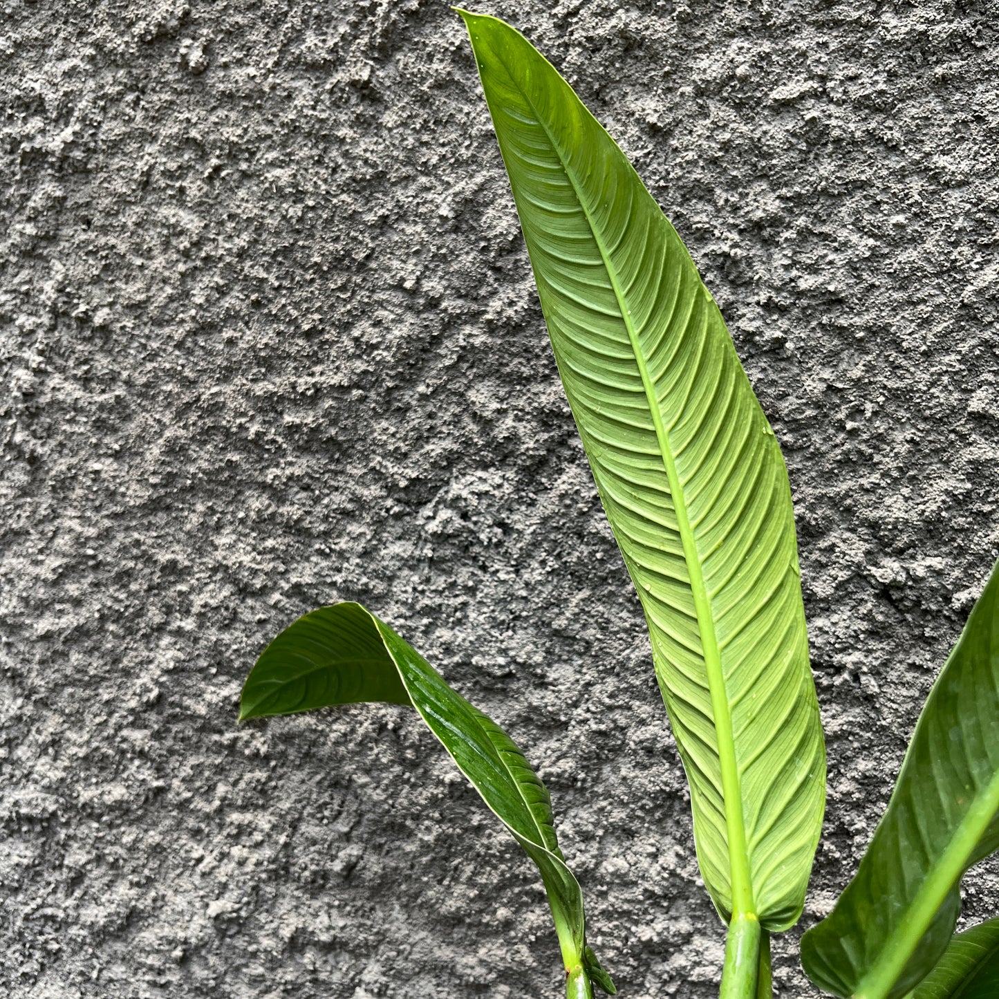 Philodendron Lynette Tropical Plants KOKONATPLANT