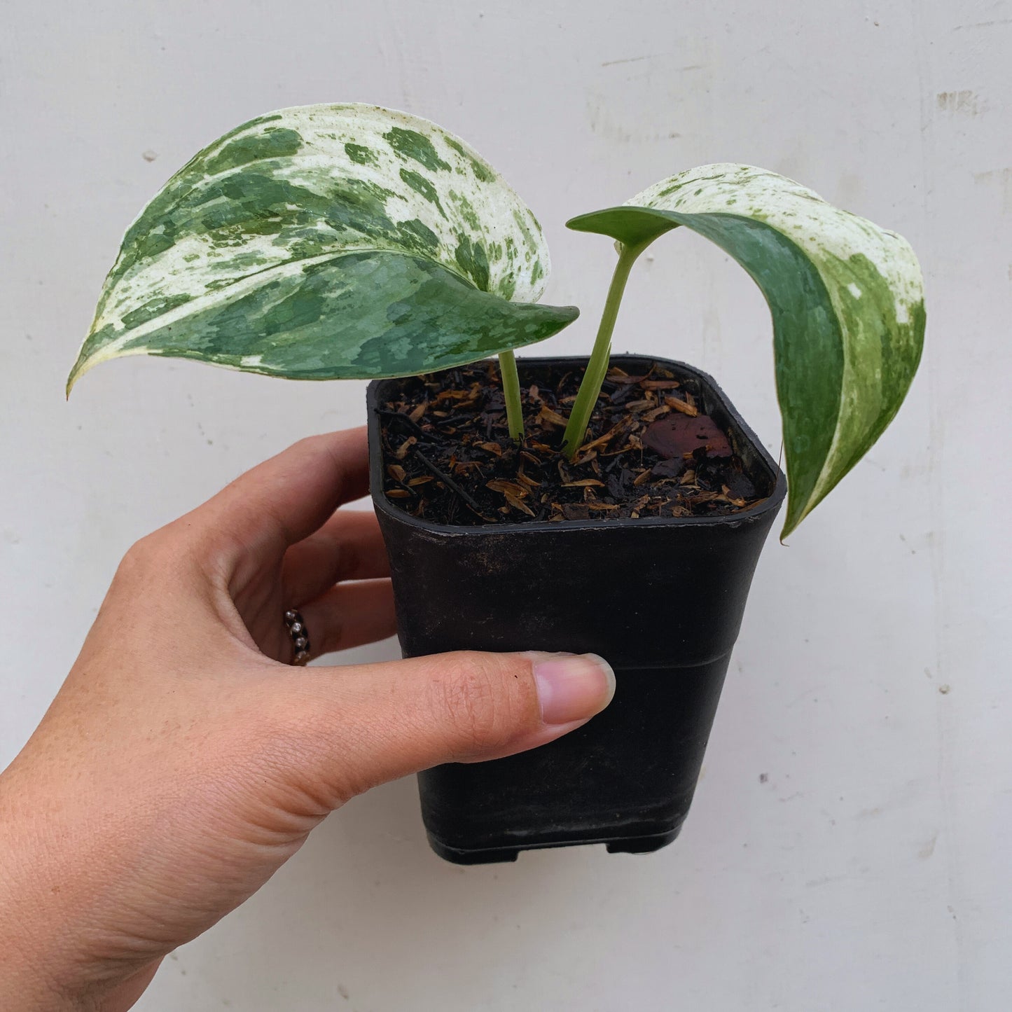 Scindapsus Silver Cloud Variegated Tropical Plants KOKONATPLANT