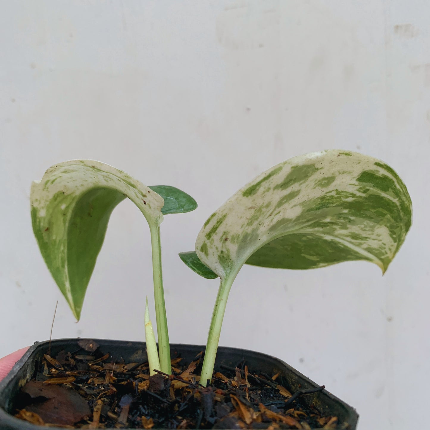Scindapsus Silver Cloud Variegated Tropical Plants KOKONATPLANT