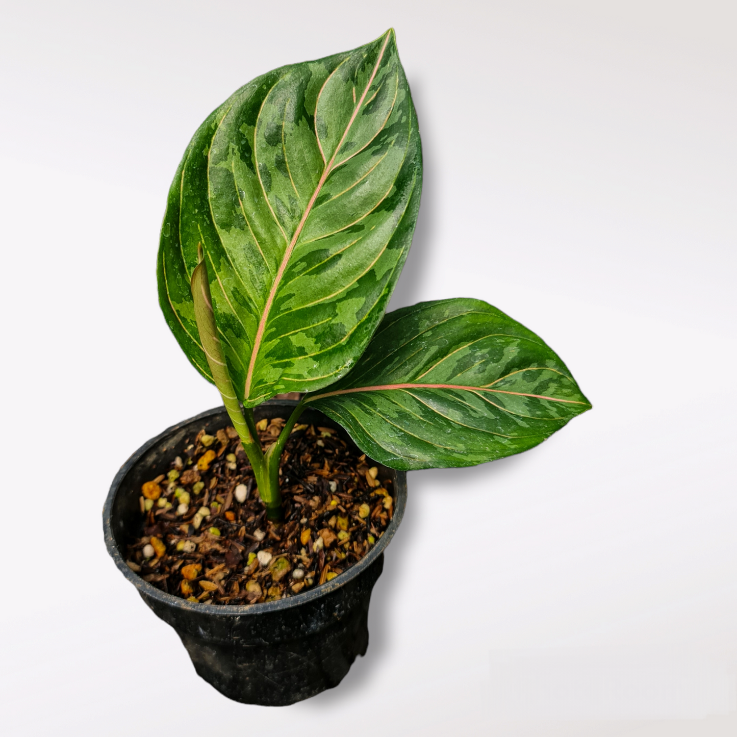 Aglaonema Army (Pictum Tricolor X Rotundum Aceh) KOKONATPLANT