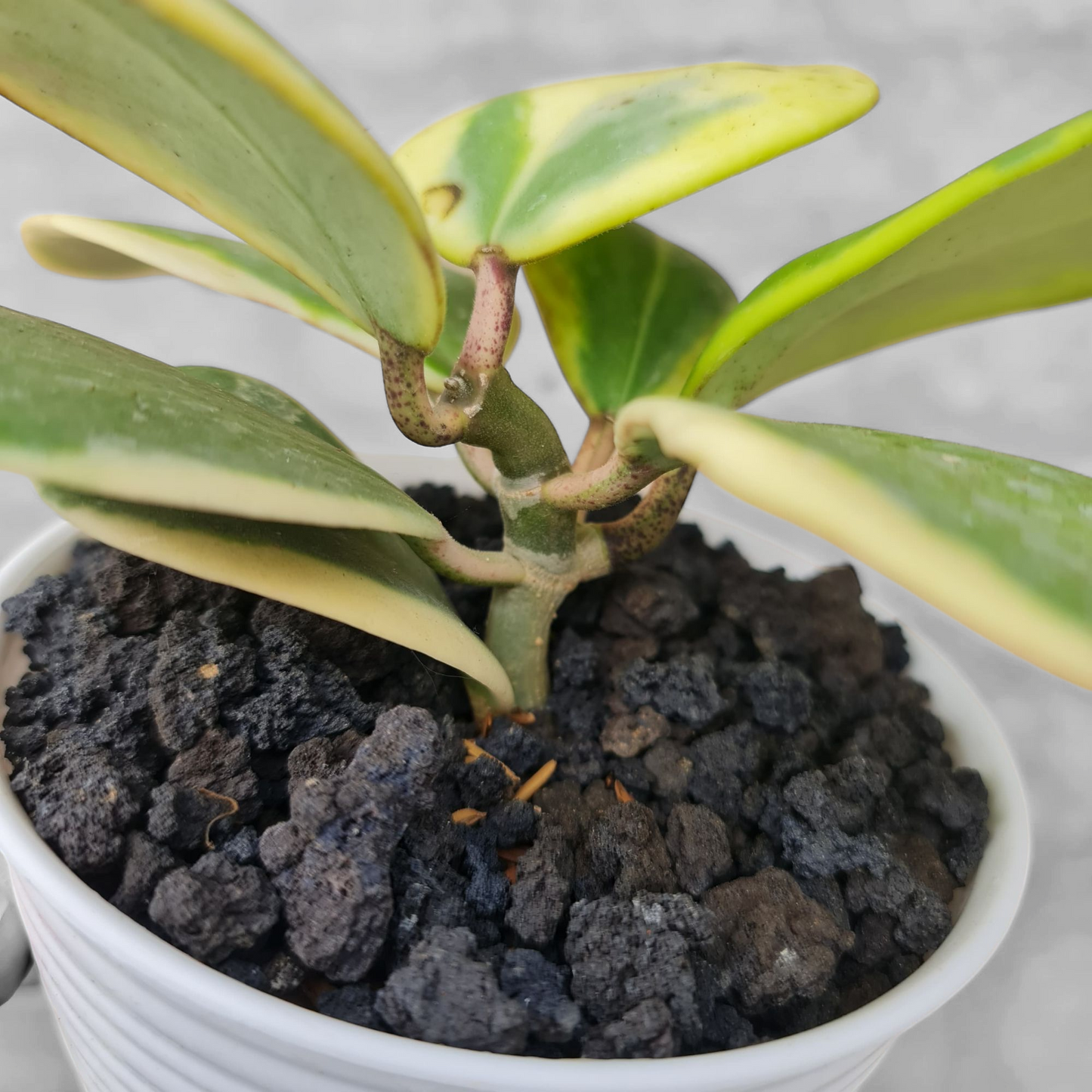Hoya Kerrii Variegated Tropical Plants KOKONATPLANT