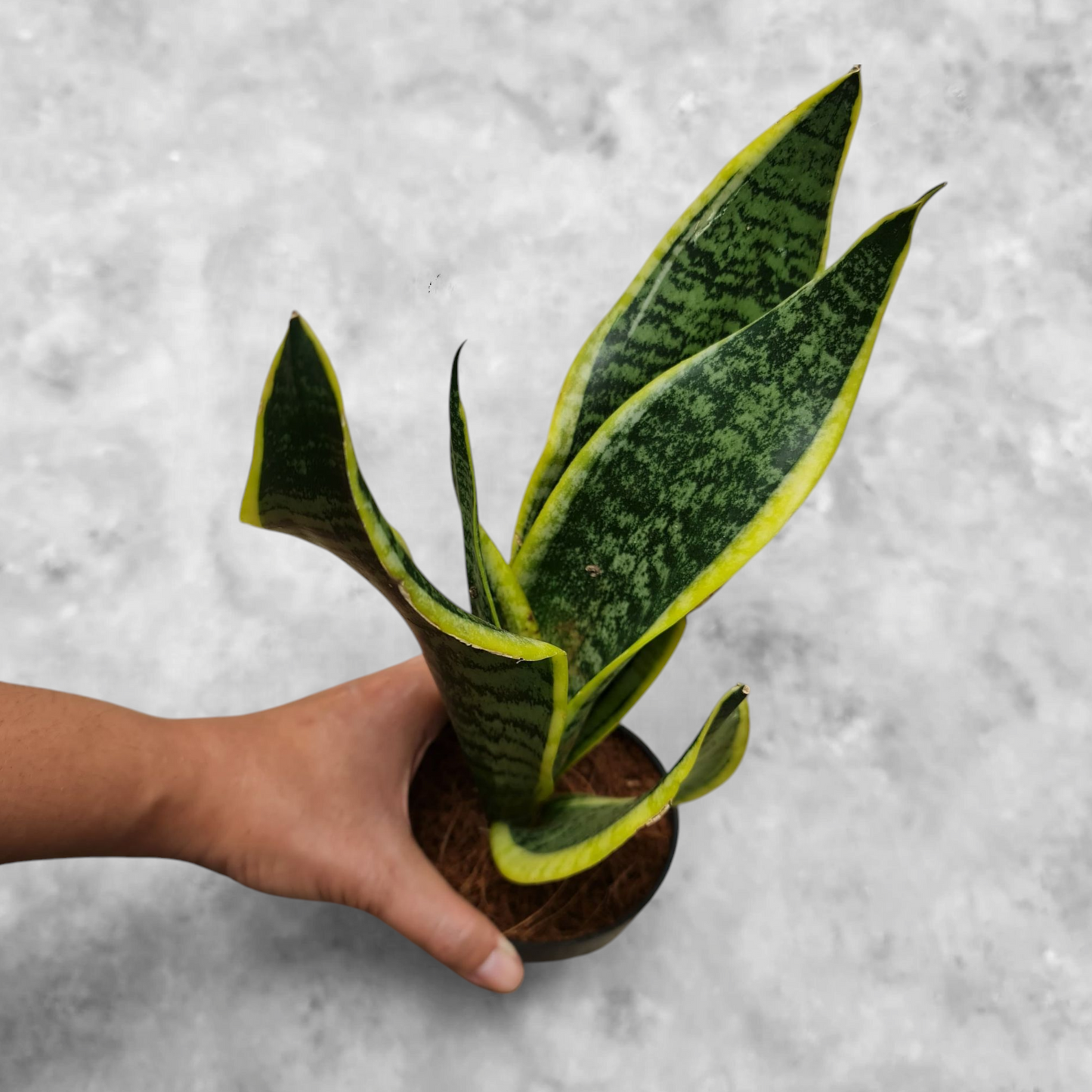Sansevieria Tiger Stripe Variegated Tropical Plants KOKONATPLANT