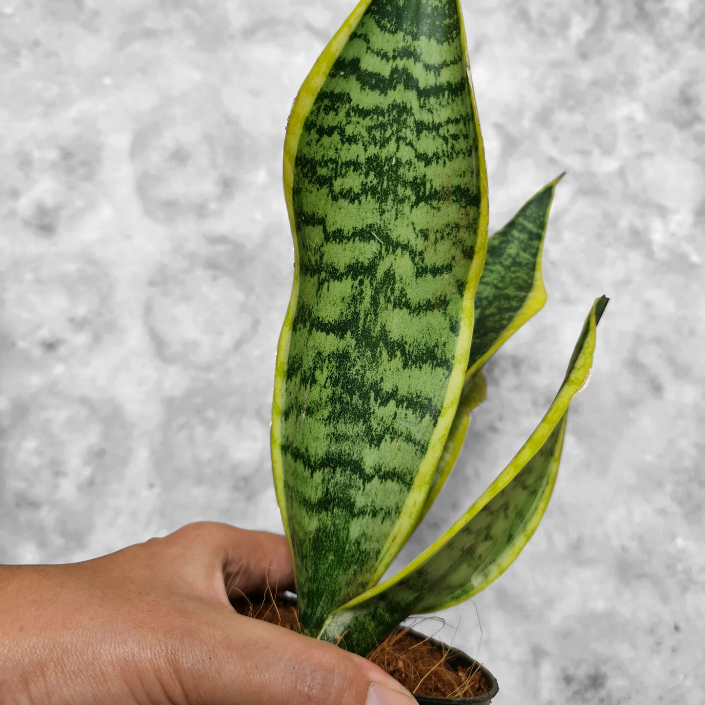 Sansevieria Tiger Stripe Variegated Tropical Plants KOKONATPLANT