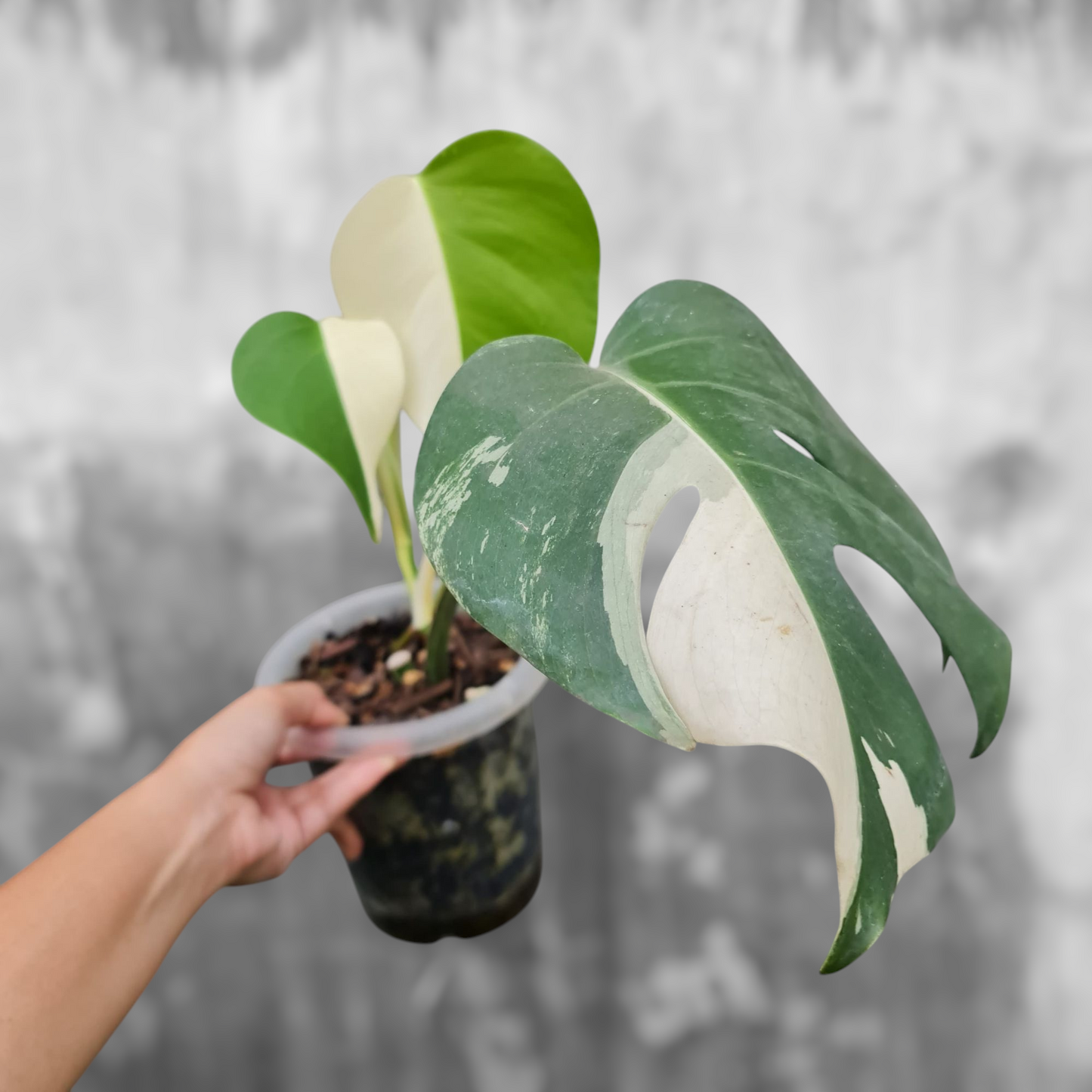 Monstera Albo Variegated SMALL KOKONATPLANT