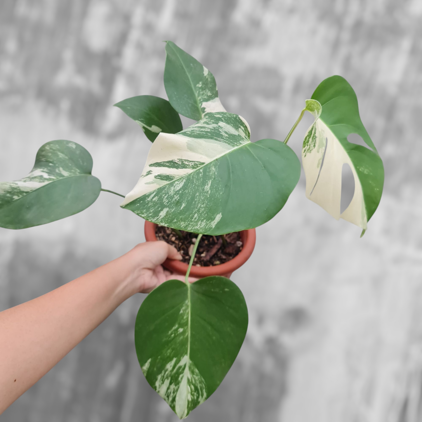 Monstera Albo Variegated SMALL KOKONATPLANT