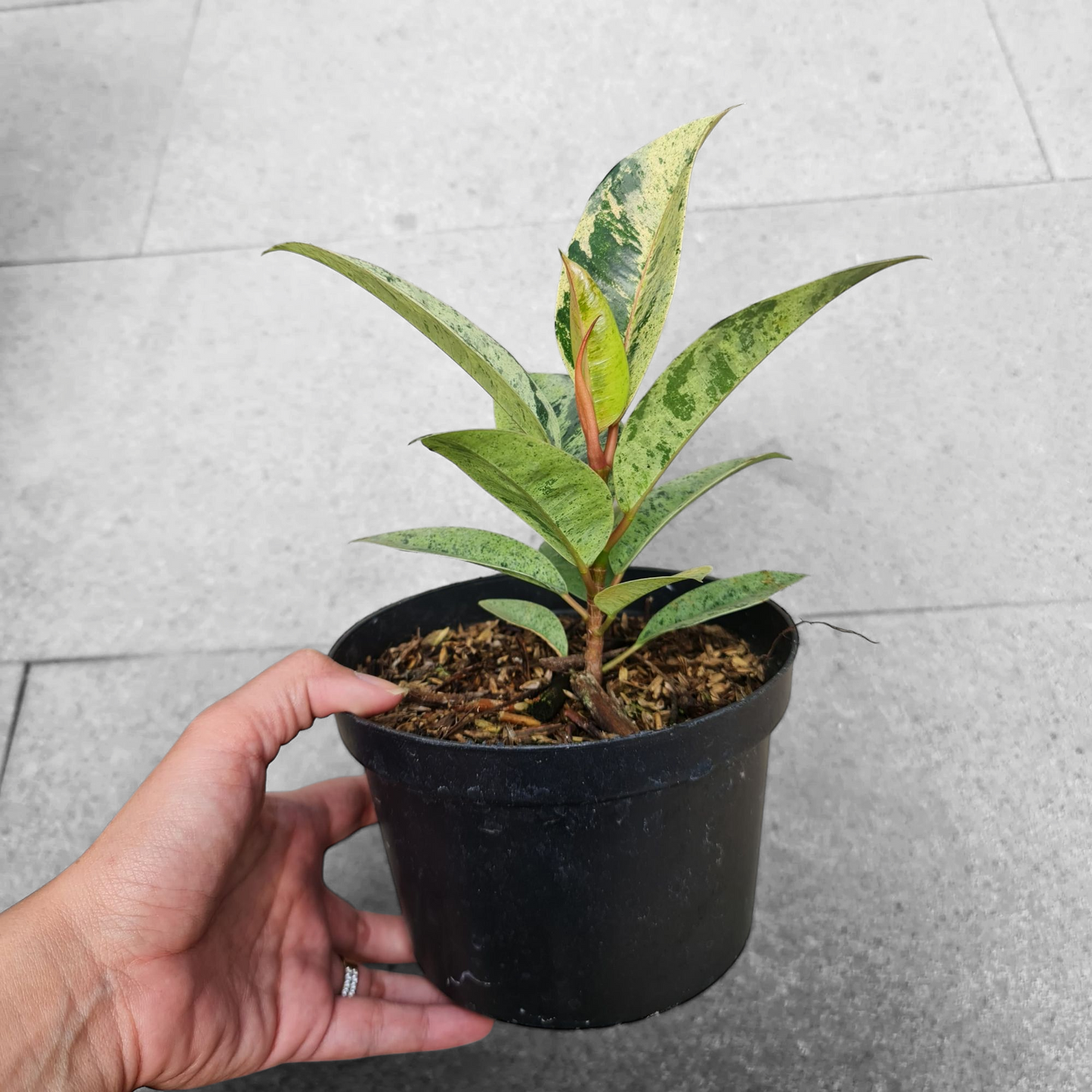 Ficus Elastica Marble Variegated Tropical Plants KOKONATPLANT
