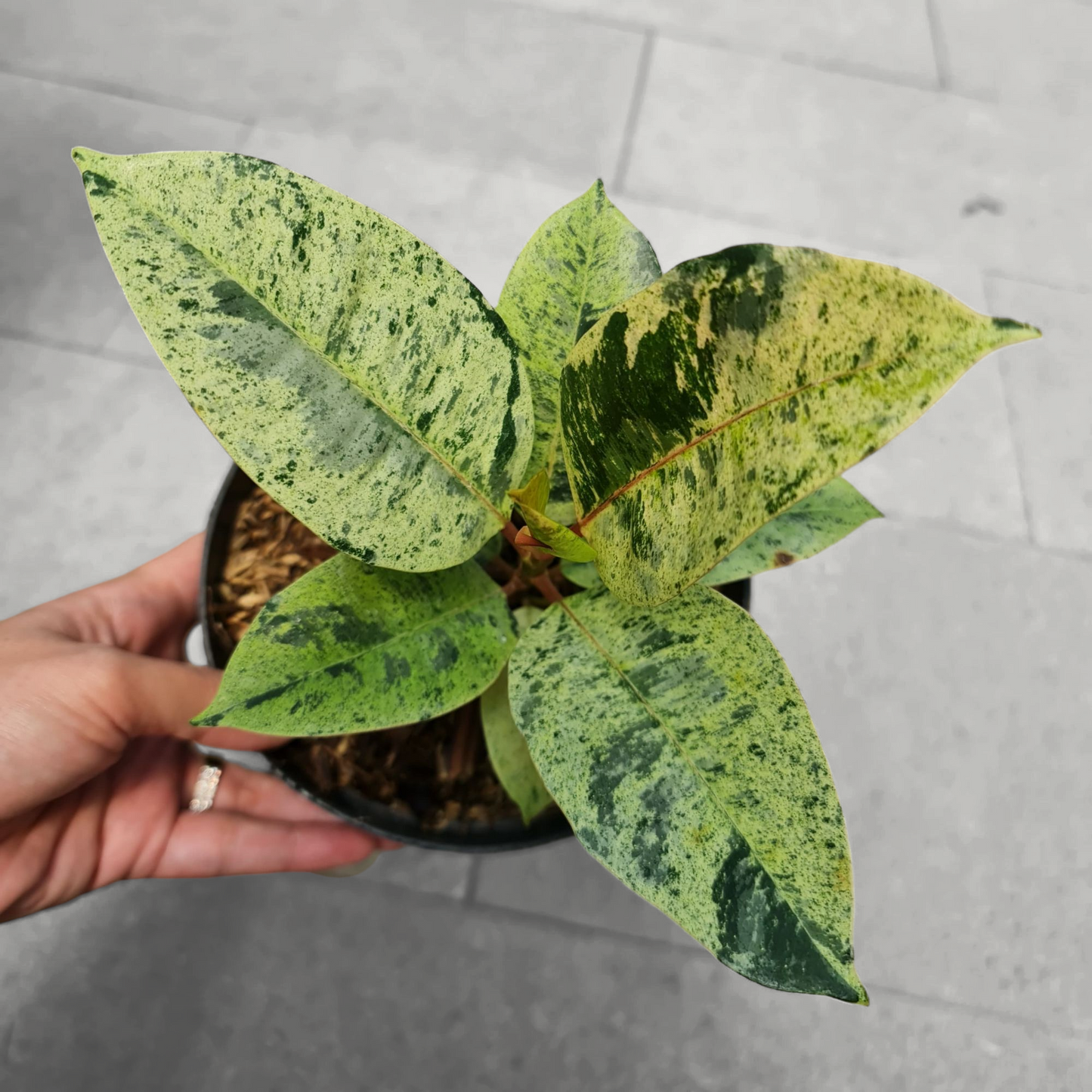 Ficus Elastica Marble Variegated Tropical Plants KOKONATPLANT