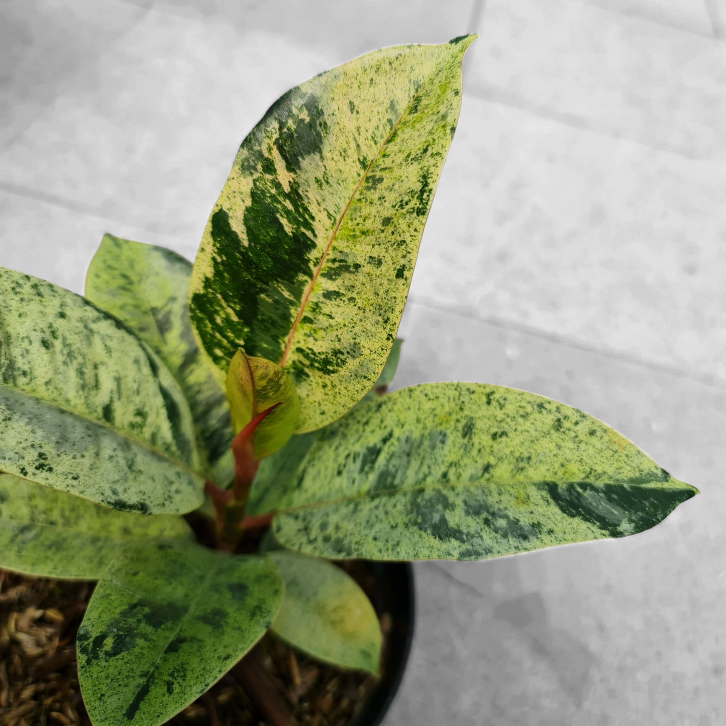 Ficus Elastica Marble Variegated Tropical Plants KOKONATPLANT