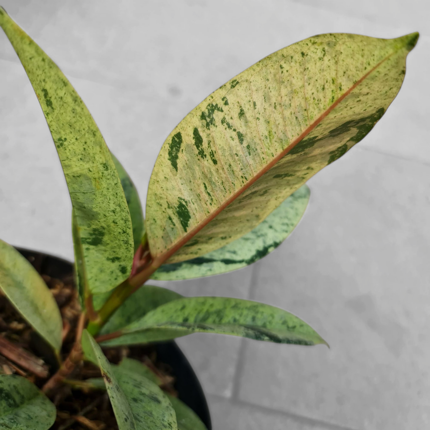 Ficus Elastica Marble Variegated Tropical Plants KOKONATPLANT