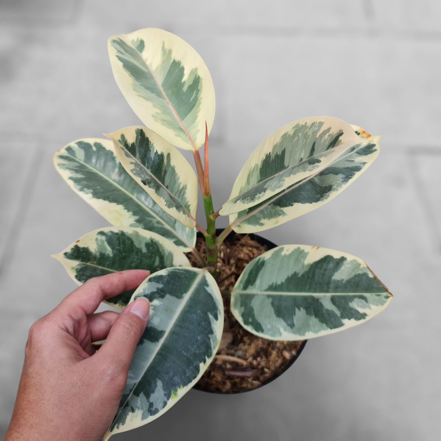Ficus Elastica Variegated Tropical Plants KOKONATPLANT