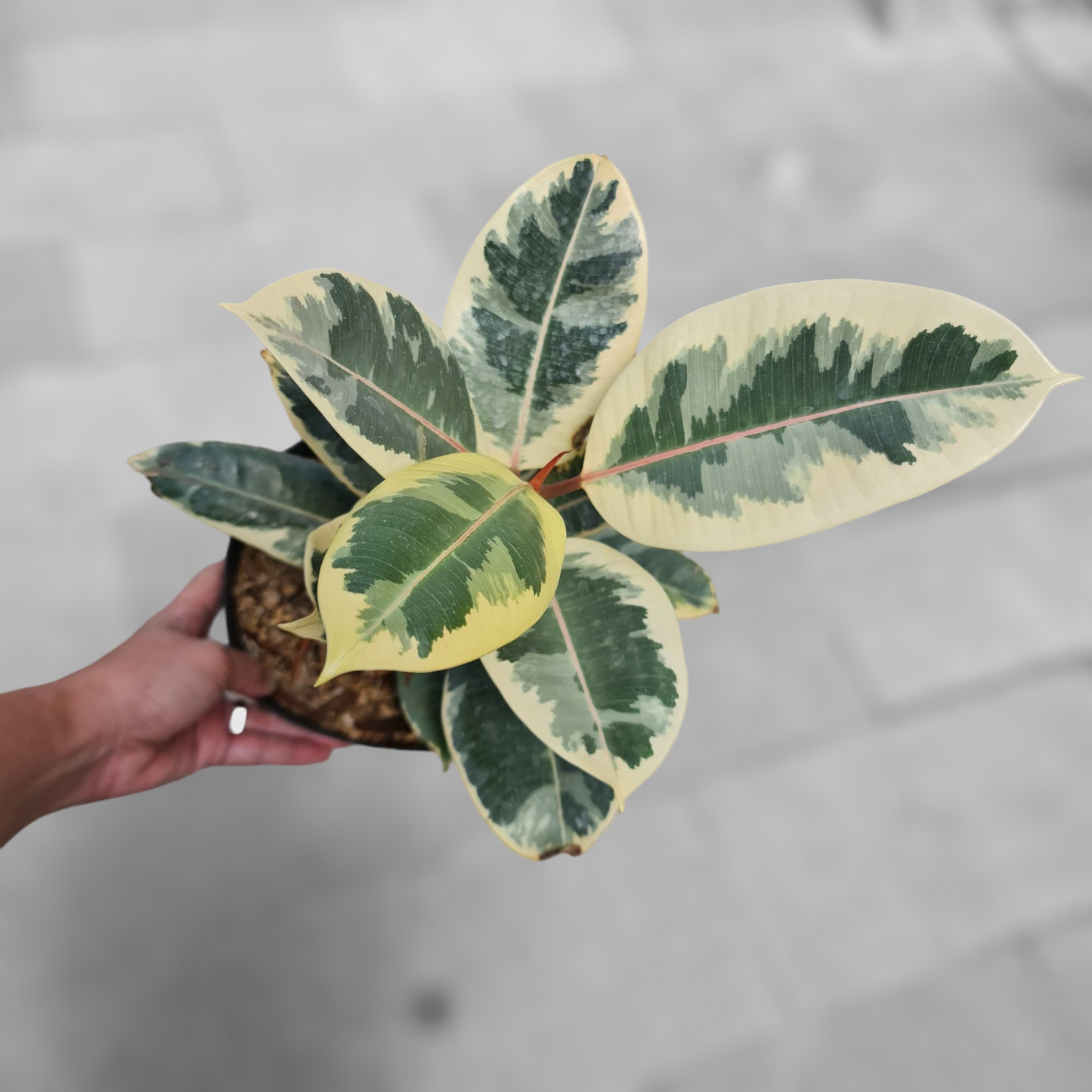 Ficus Elastica Variegated Tropical Plants KOKONATPLANT