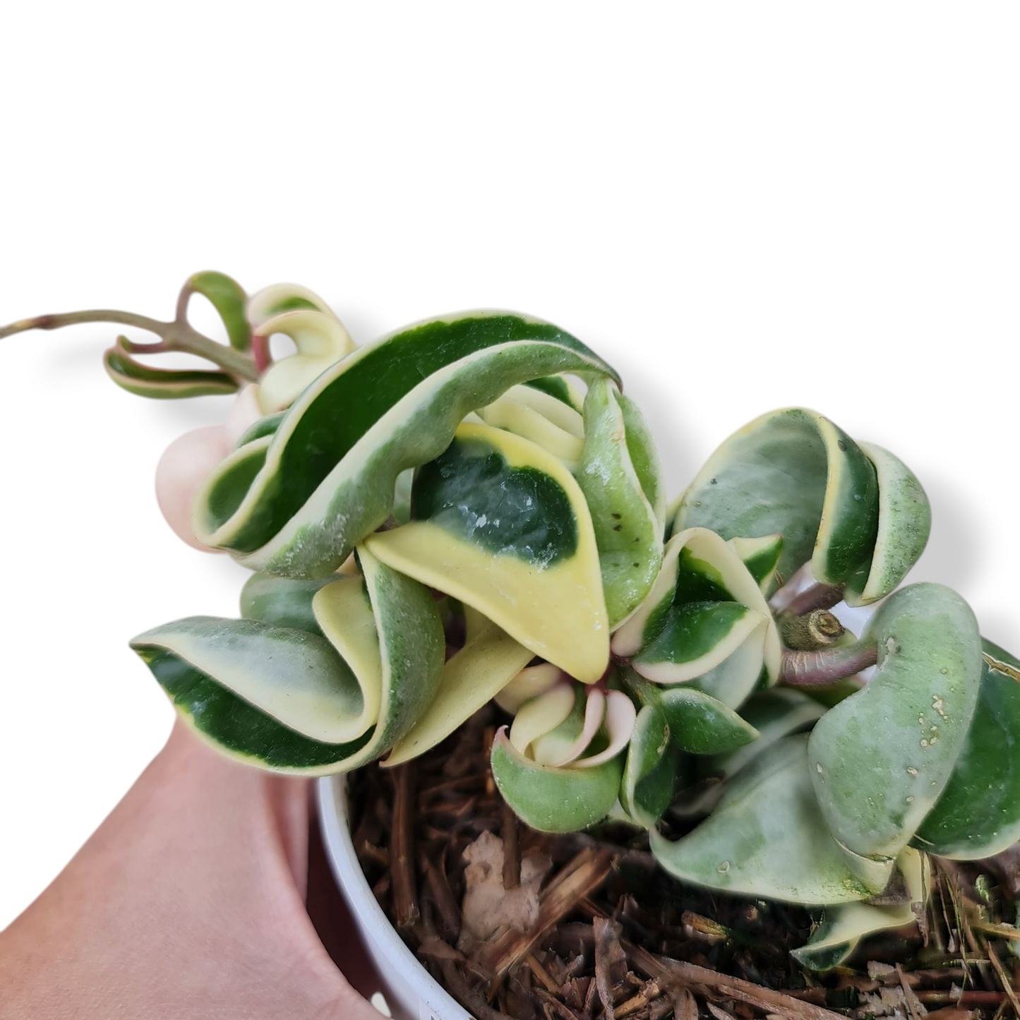 Hoya Compacta Variegated Tropical Plants KOKONATPLANT