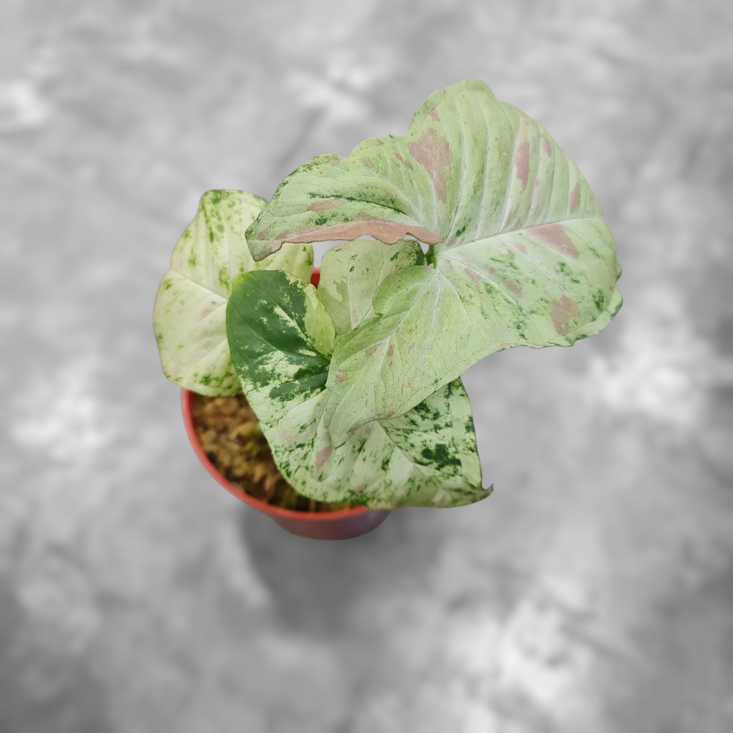 Syngonium Milk Confetii Tricolor Variegated Tropical Plants KOKONATPLANT