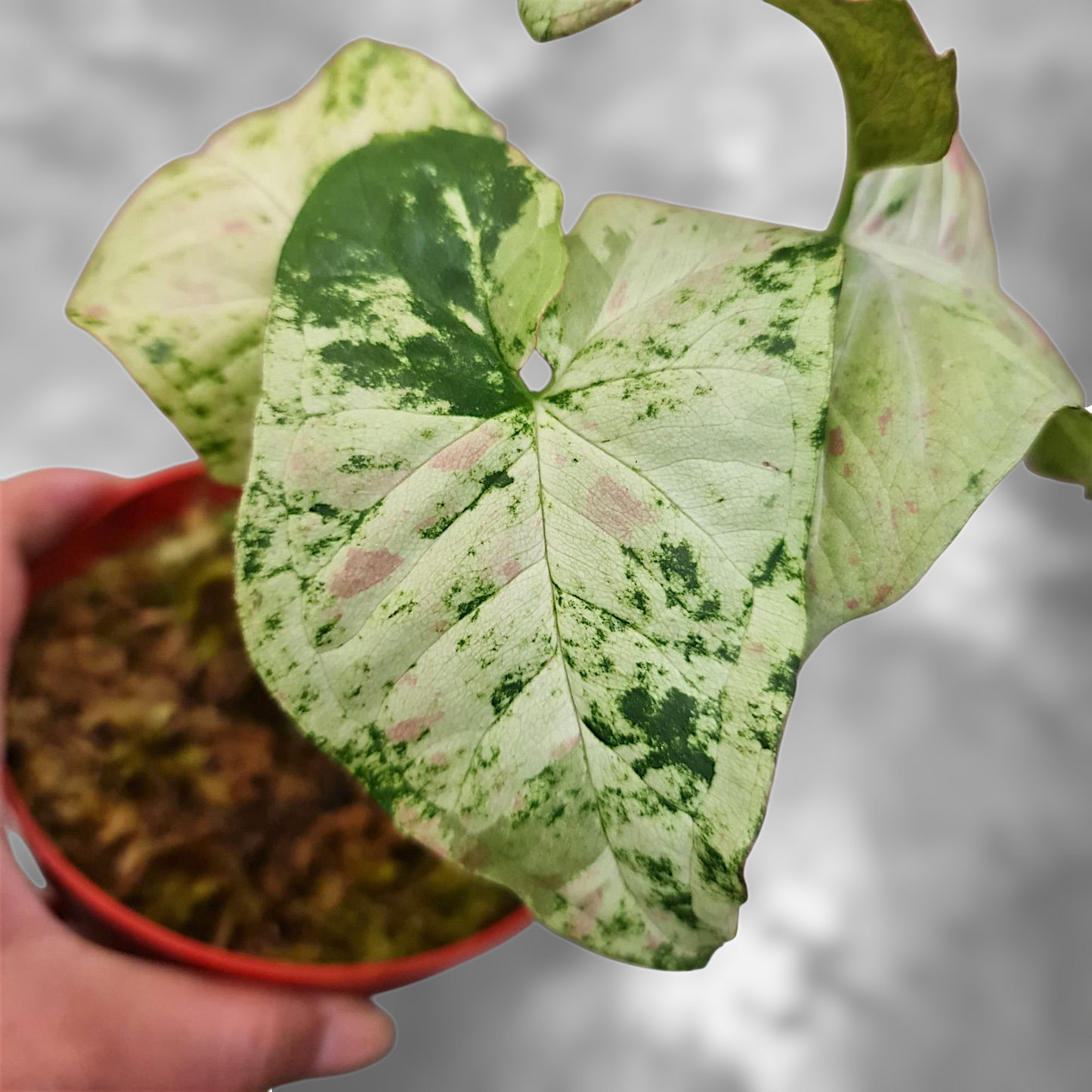 Syngonium Milk Confetii Tricolor Variegated Tropical Plants KOKONATPLANT