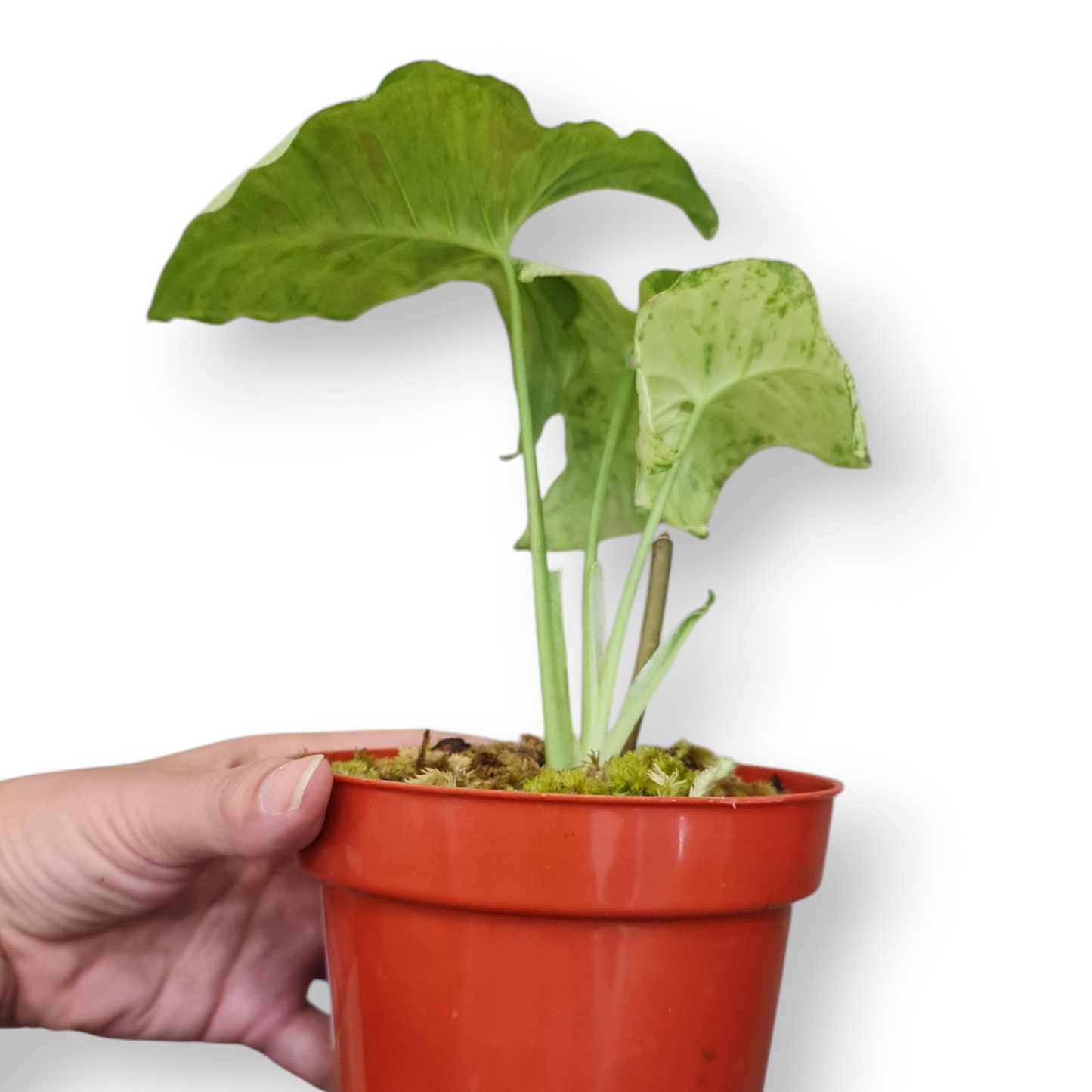 Syngonium Milk Confetii Tricolor Variegated Tropical Plants KOKONATPLANT