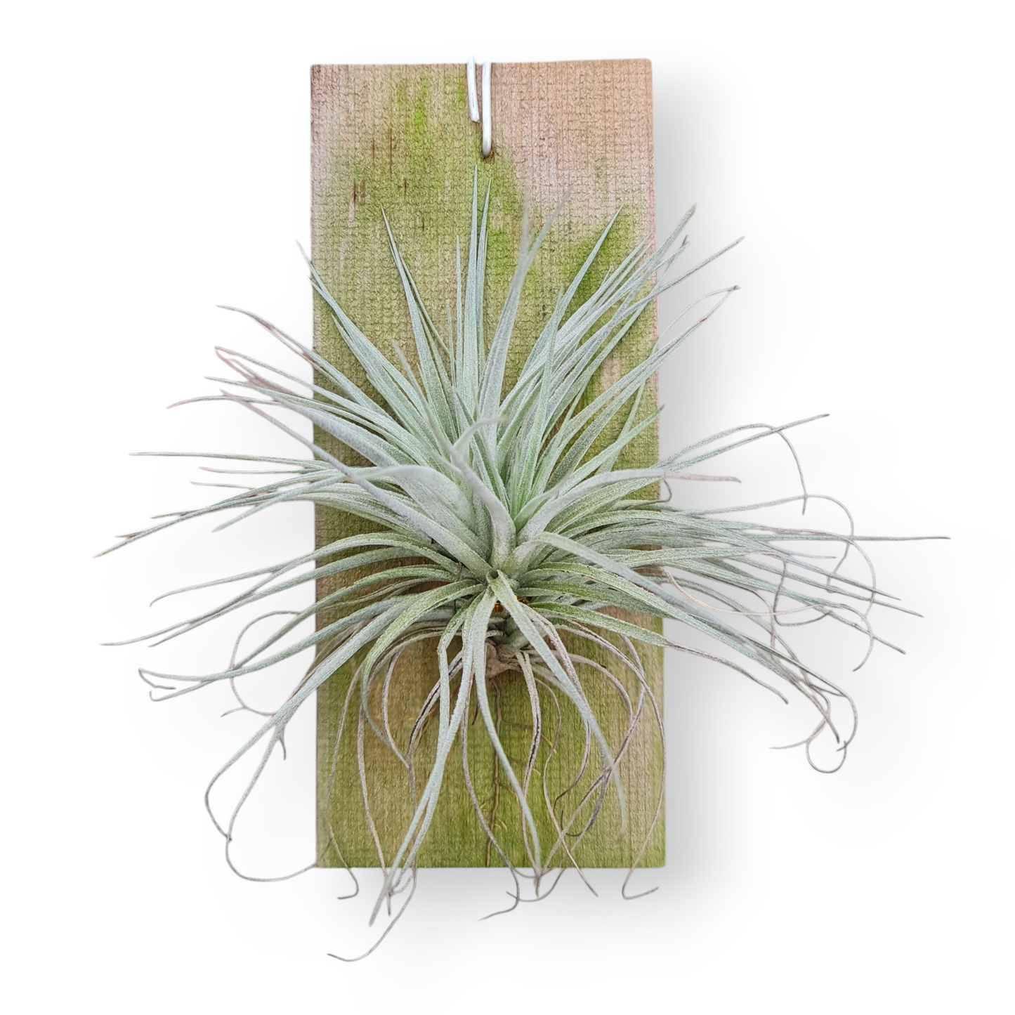 Tillandsia Tectorum Tropical Plants KOKONATPLANT