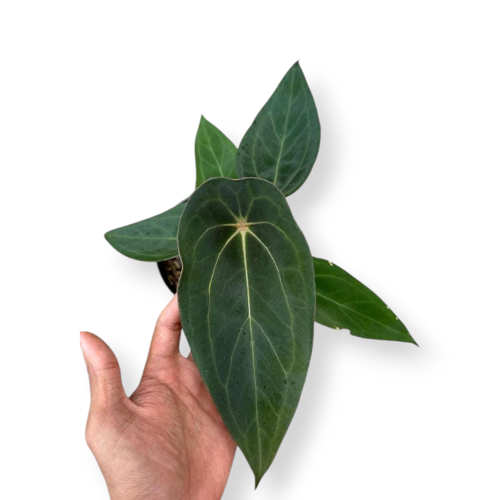 Anthurium Forgetii Tropical Plants KOKONATPLANT