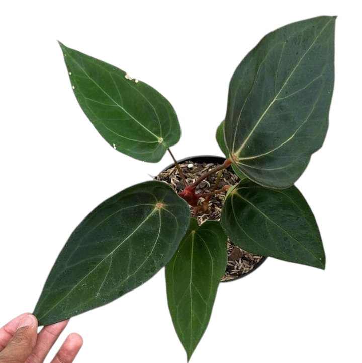 Anthurium Forgetii Tropical Plants KOKONATPLANT