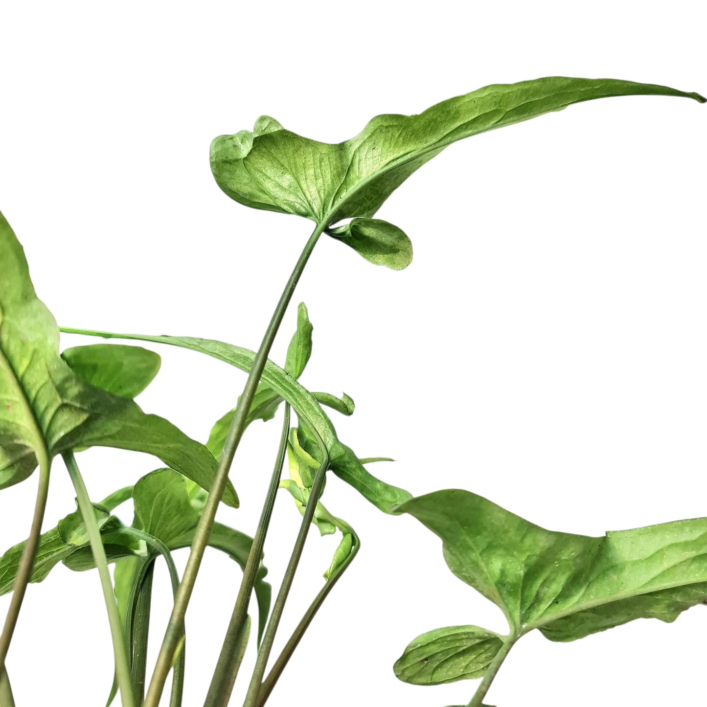 Syngonium ngern lai ma Tropical Plants KOKONATPLANT