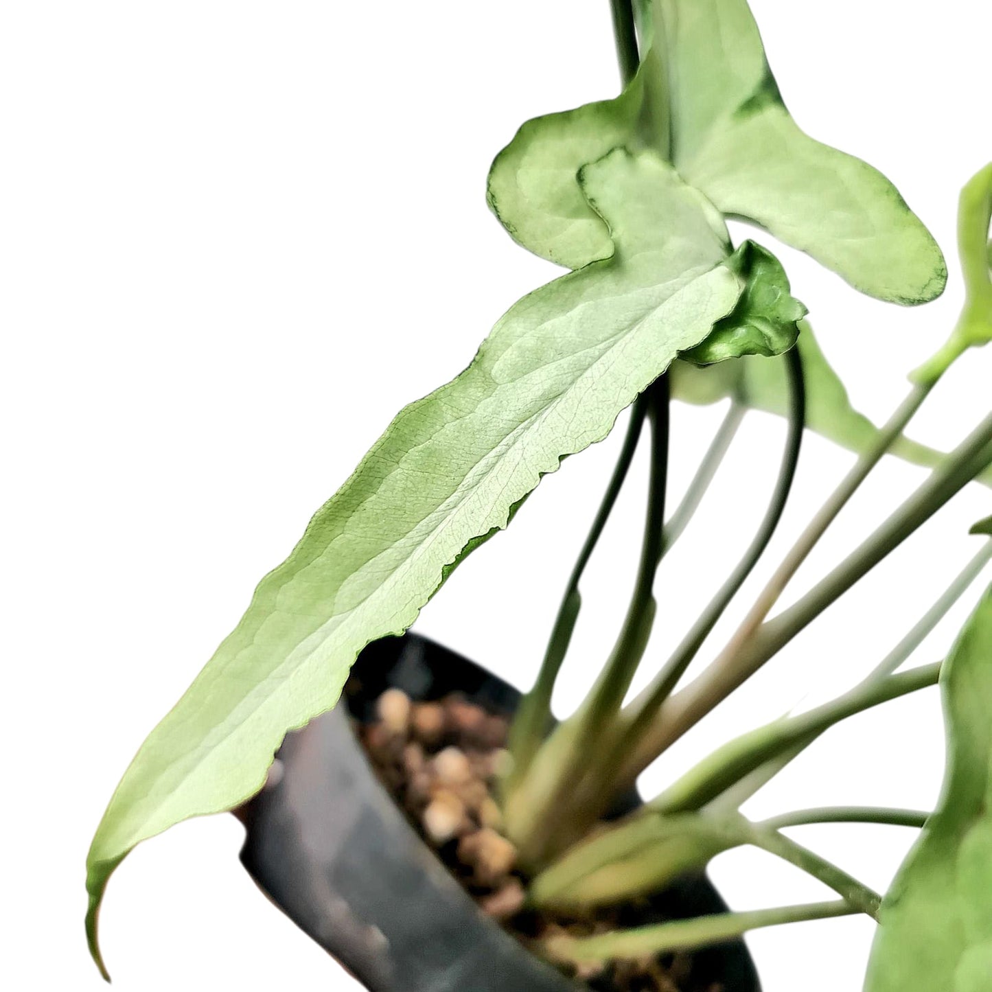 Syngonium ngern lai ma Tropical Plants KOKONATPLANT