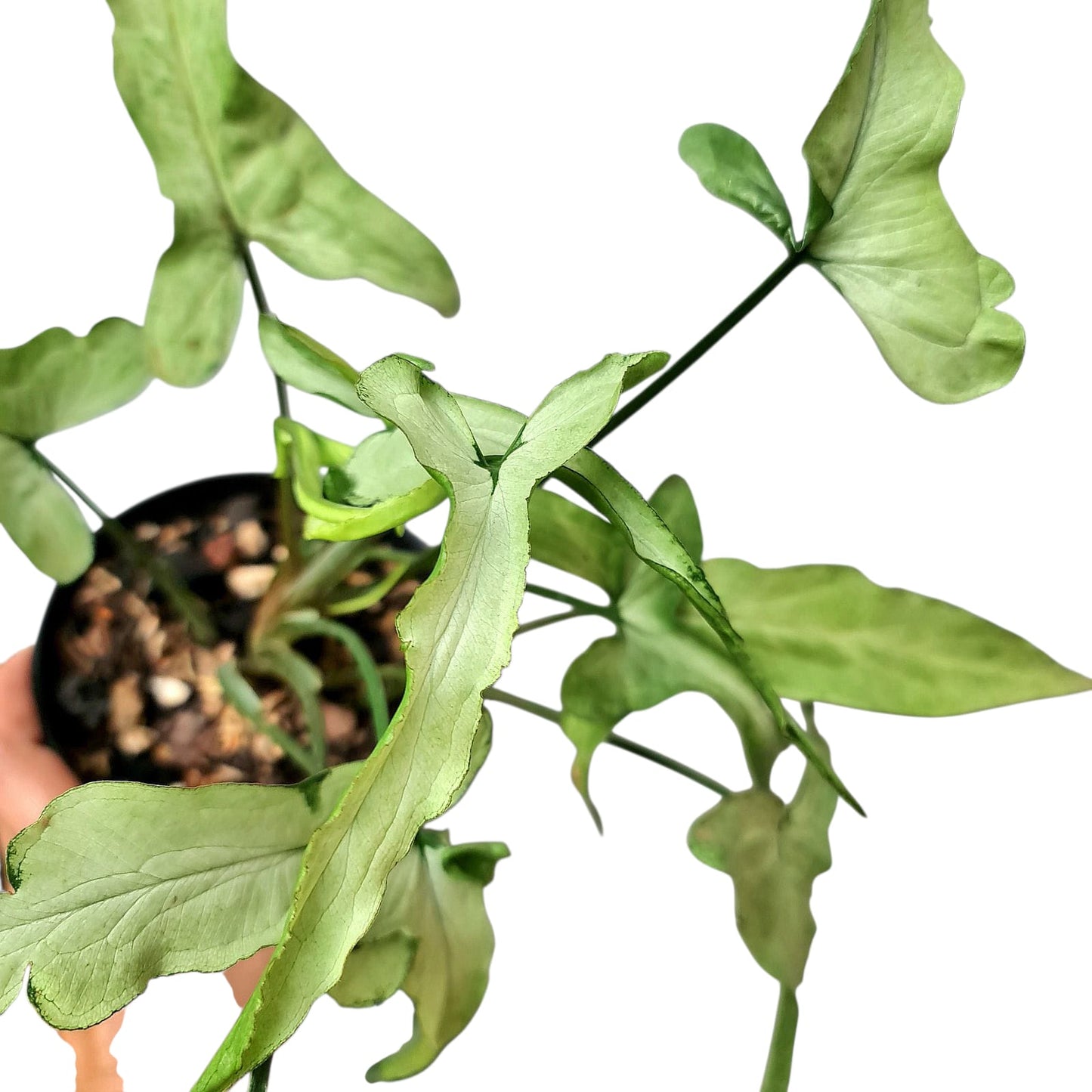 Syngonium ngern lai ma Tropical Plants KOKONATPLANT