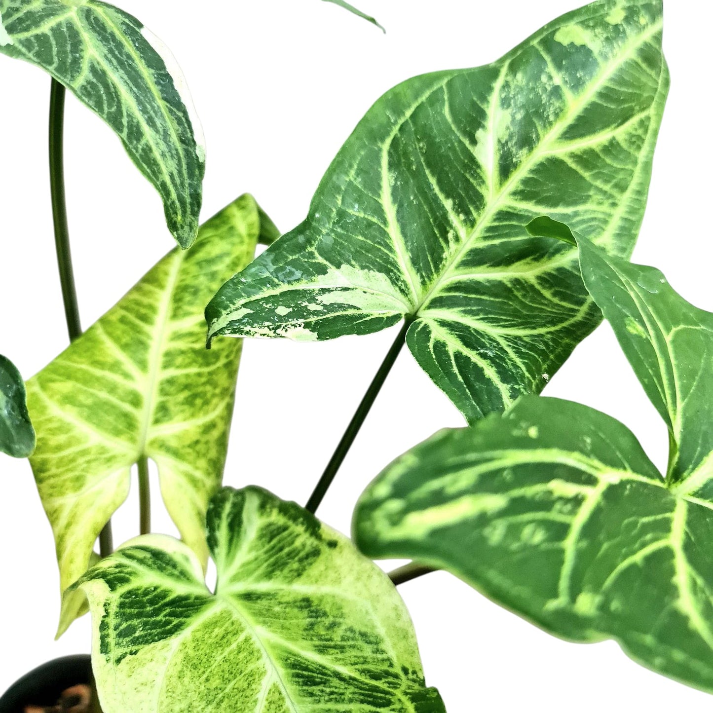 Syngonium Batik Variegated Tropical Plants KOKONATPLANT
