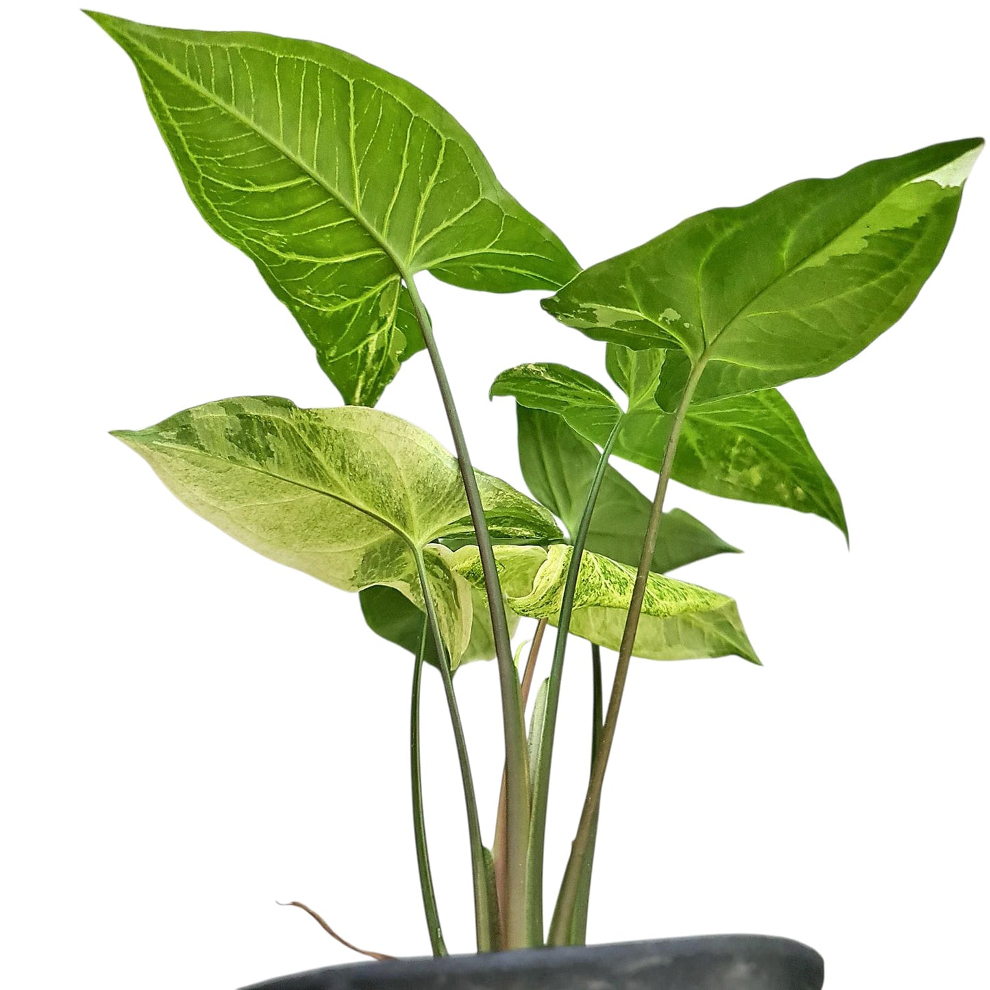 Syngonium Batik Variegated Tropical Plants KOKONATPLANT