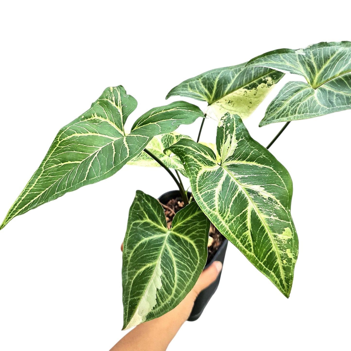 Syngonium Batik Variegated Tropical Plants KOKONATPLANT