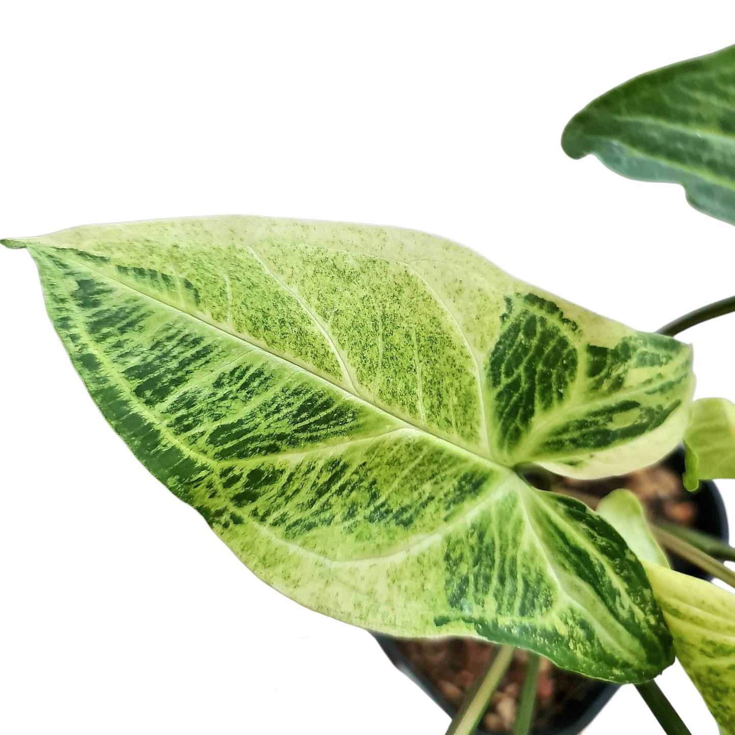 Syngonium Batik Variegated Tropical Plants KOKONATPLANT
