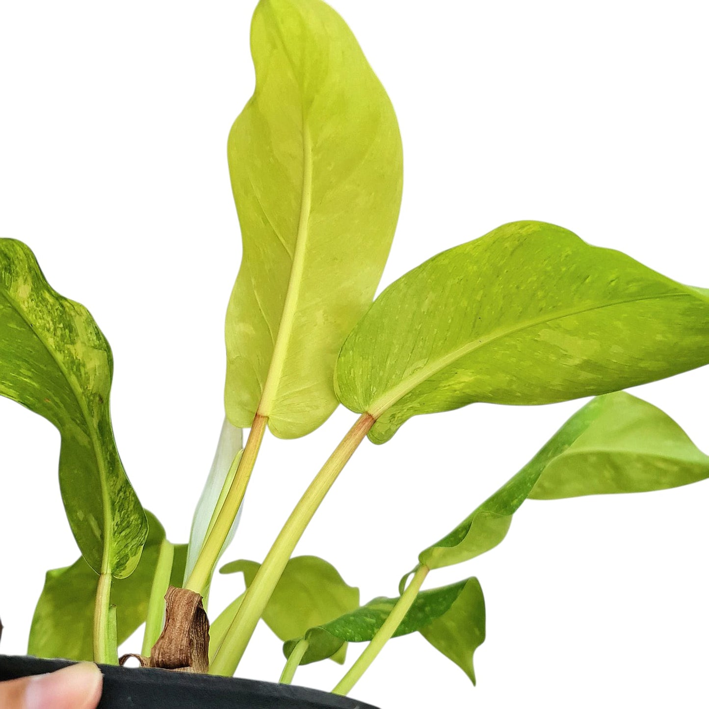 Philodendron Thai Sunrise Galaxy Tropical Plants KOKONATPLANT