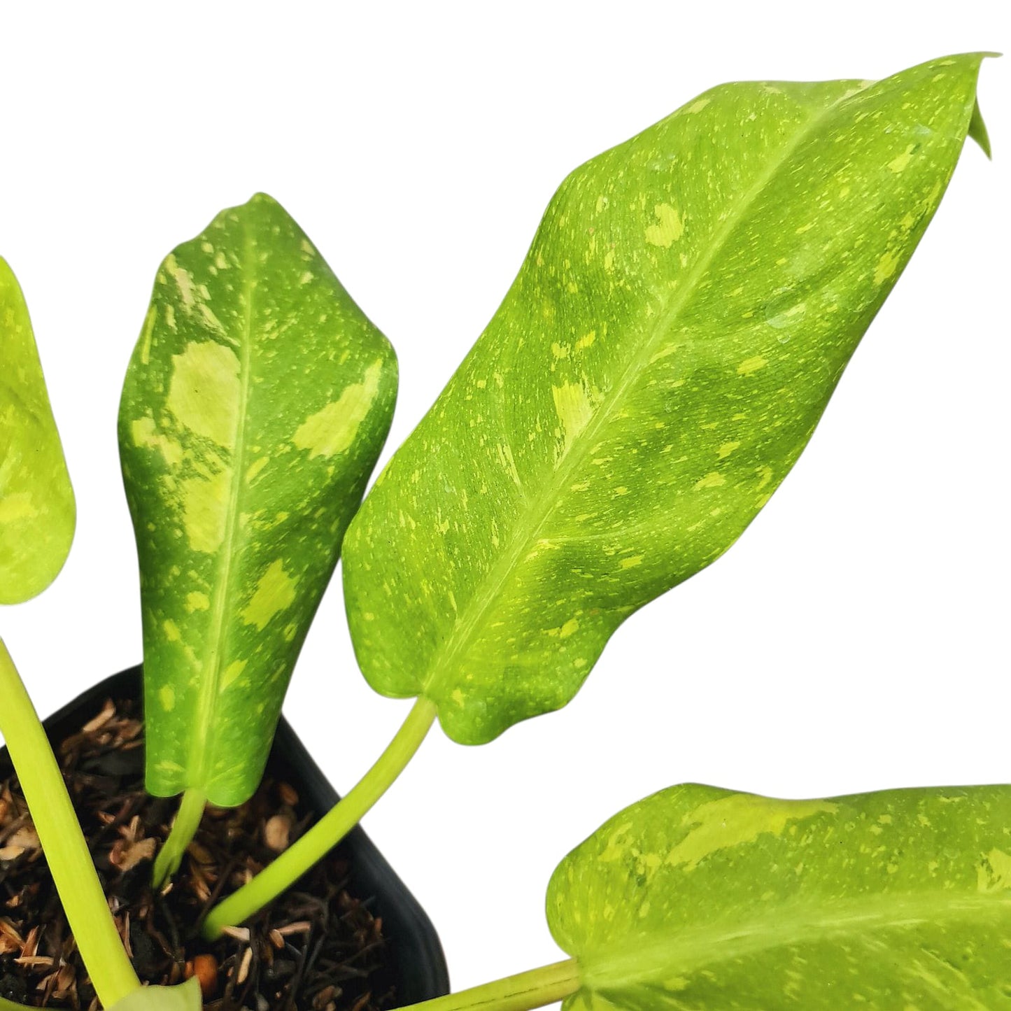 Philodendron Thai Sunrise Galaxy Tropical Plants KOKONATPLANT