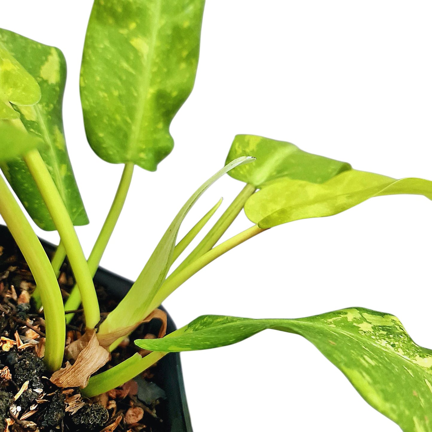 Philodendron Thai Sunrise Galaxy Tropical Plants KOKONATPLANT