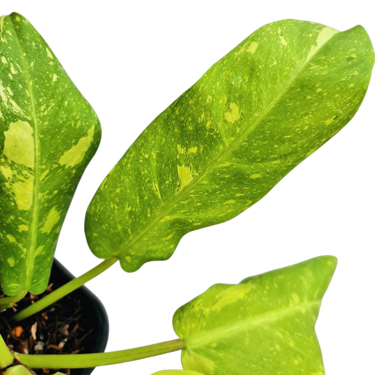 Philodendron Thai Sunrise Galaxy Tropical Plants KOKONATPLANT