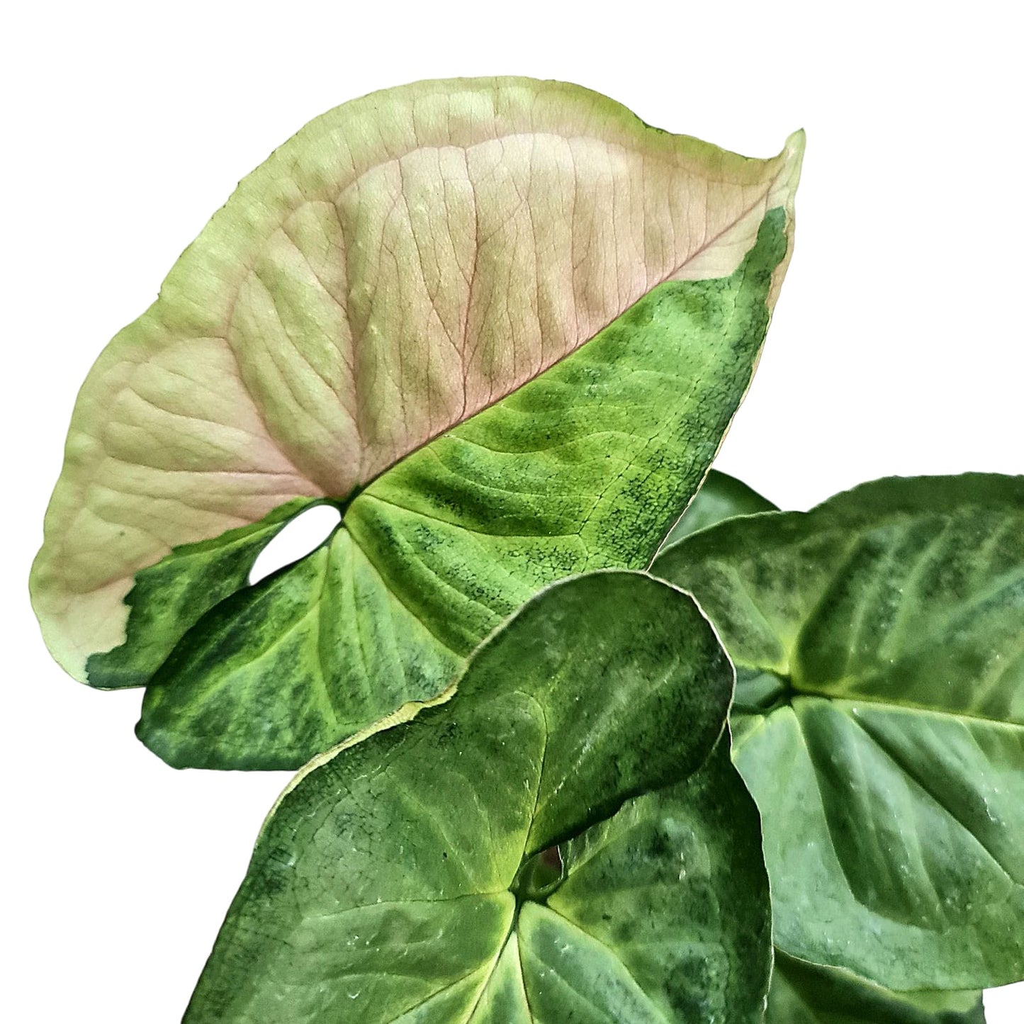 Syngonium T24 Tropical Plants KOKONATPLANT