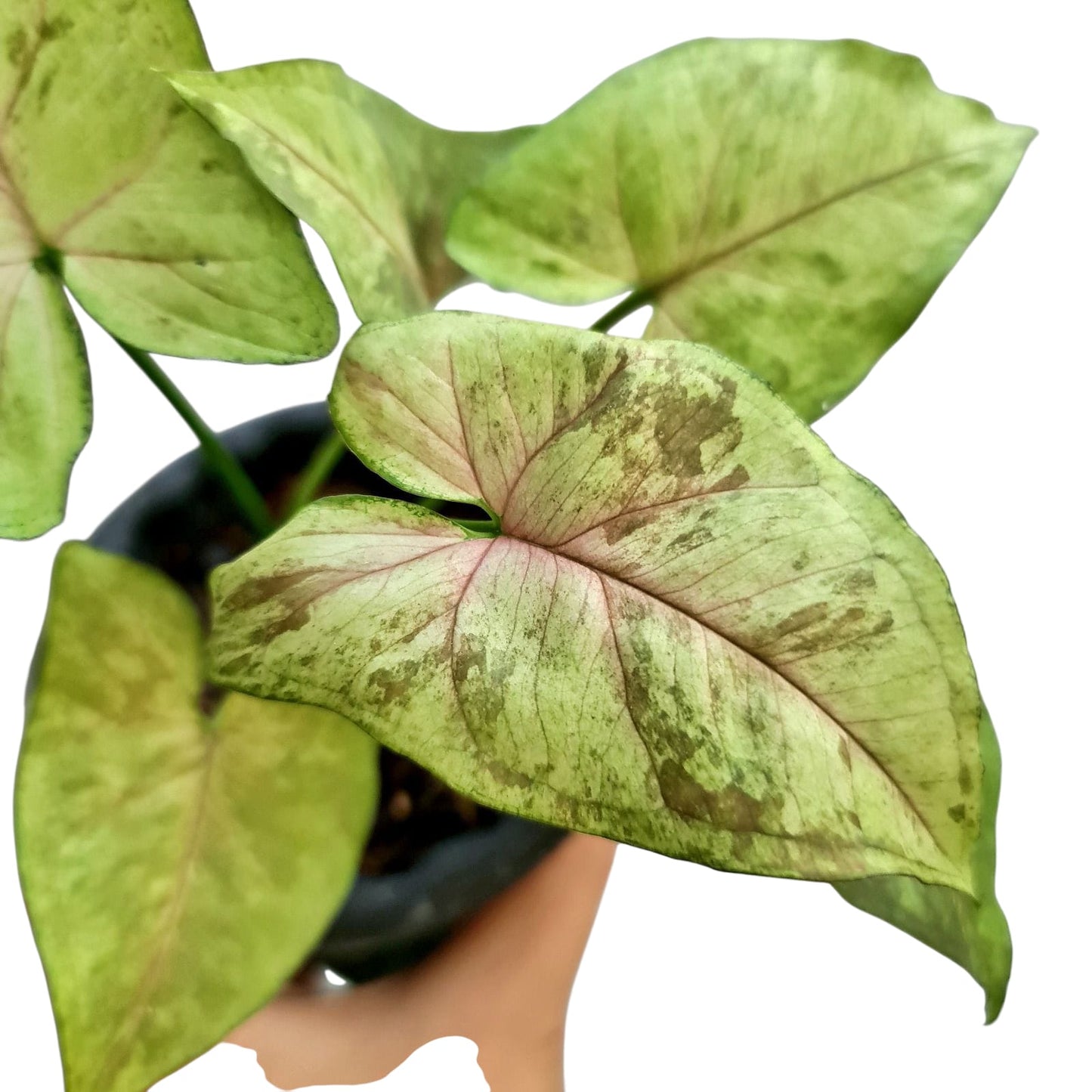 Syngonium Matcha Sprinkle Tropical Plants KOKONATPLANT