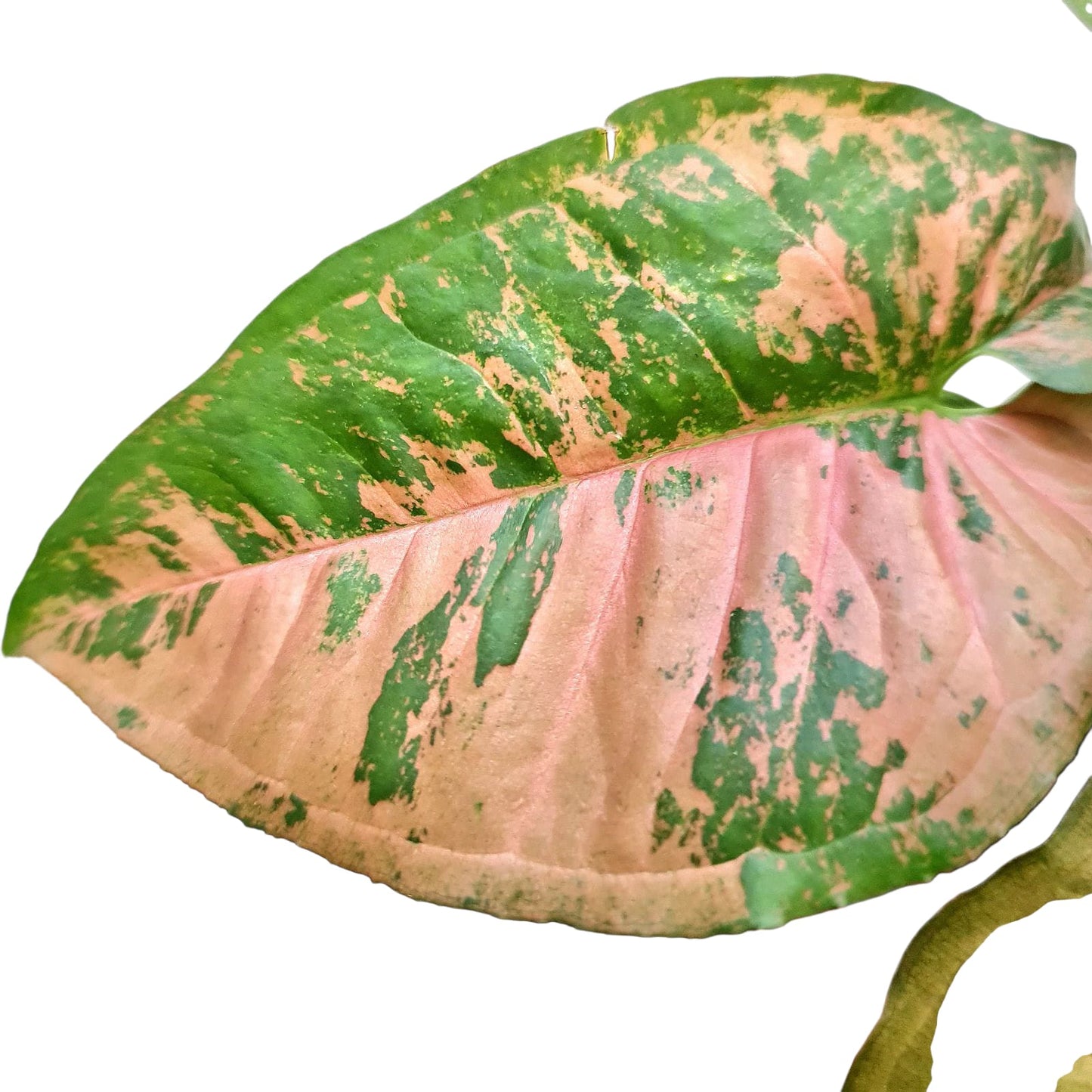 Syngonium Pink Flacket Tropical Plants KOKONATPLANT