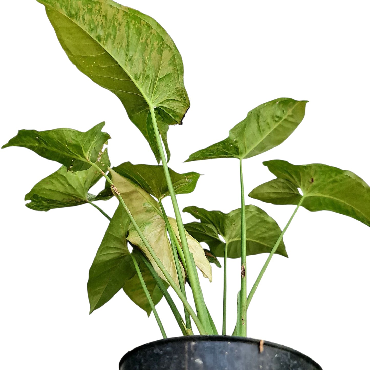Syngonium Pink Flacket Tropical Plants KOKONATPLANT