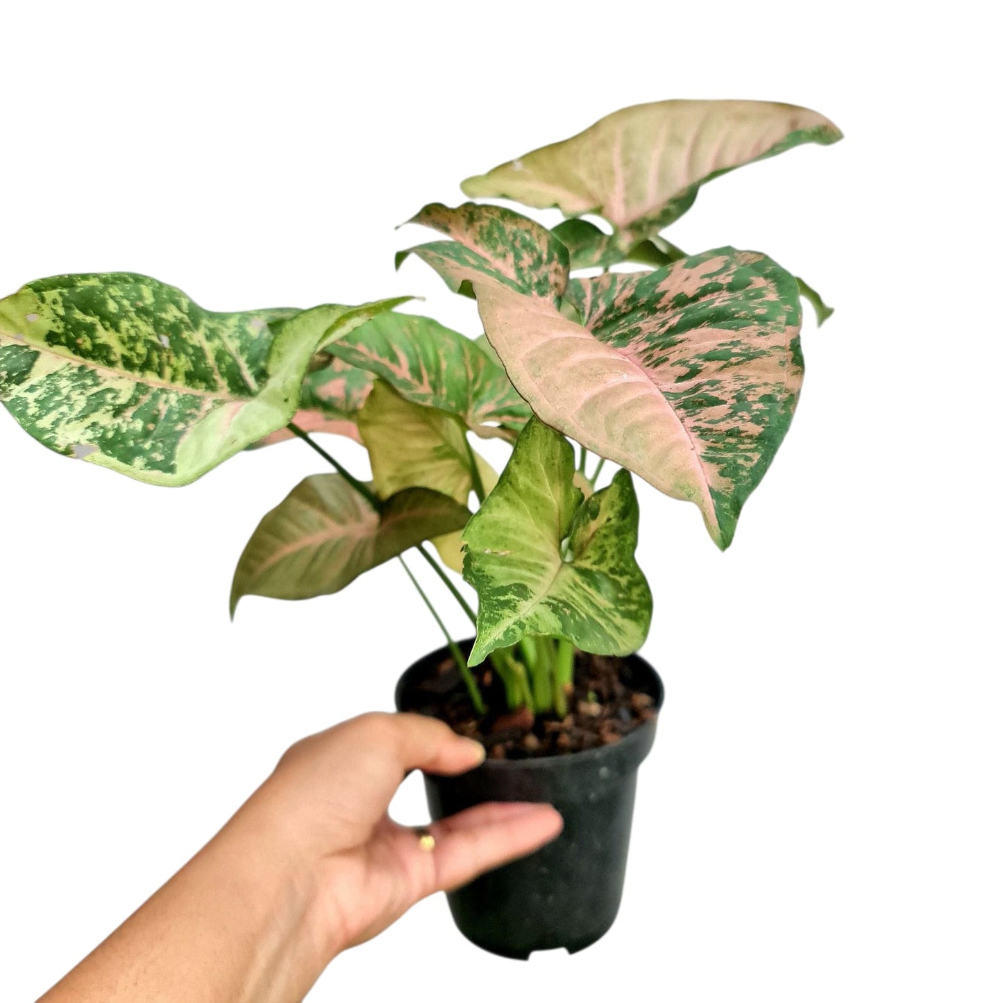 Syngonium Pink Flacket Tropical Plants KOKONATPLANT