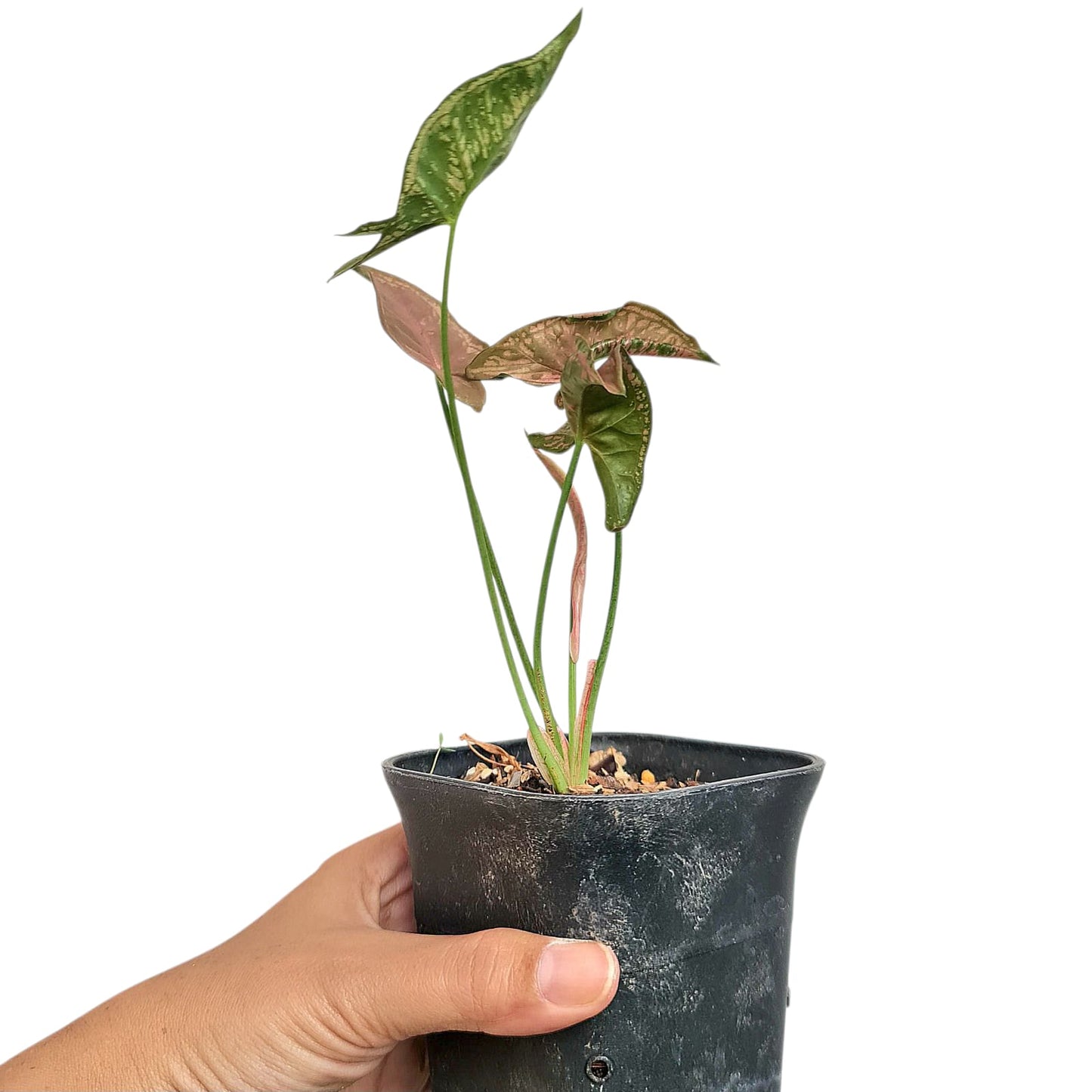 Syngonium Mosaic Tropical Plants KOKONATPLANT