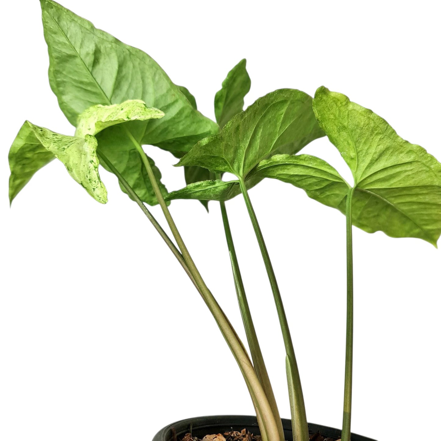 Syngonium Green Freckles Allusion Tropical Plants KOKONATPLANT